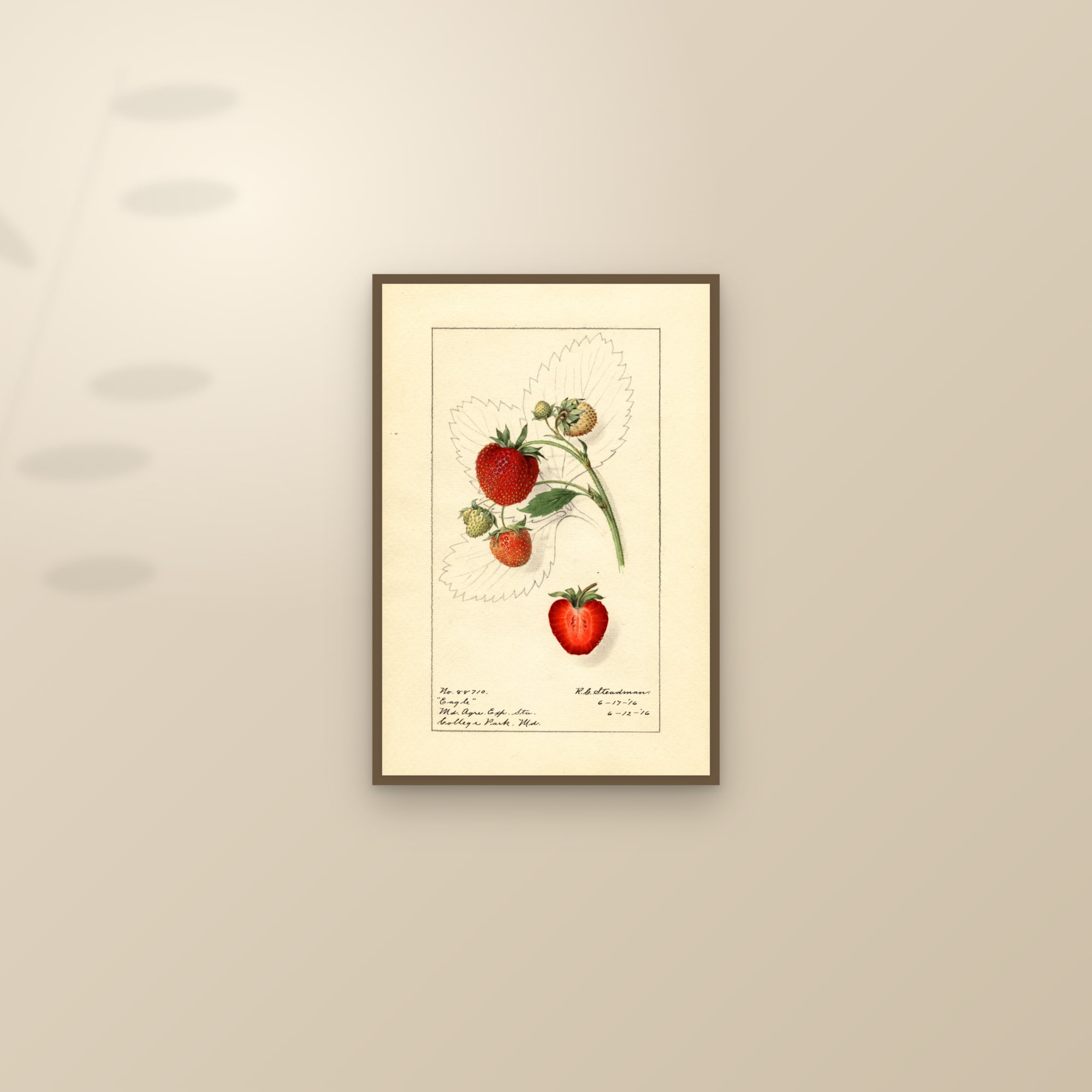 Eagle Strawberry — framed and styled on a sunlit wall