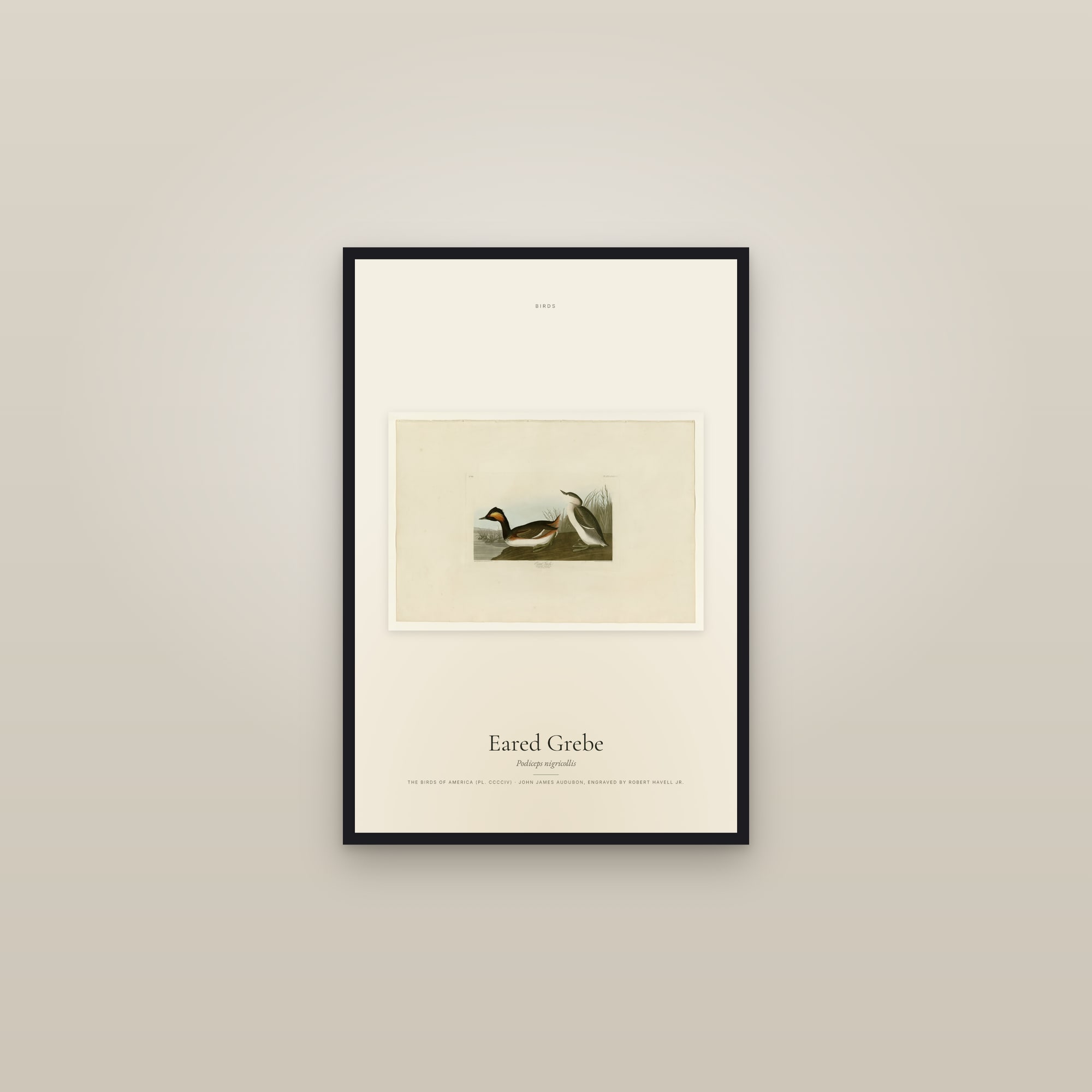 Eared Grebe — framed in a gallery setting