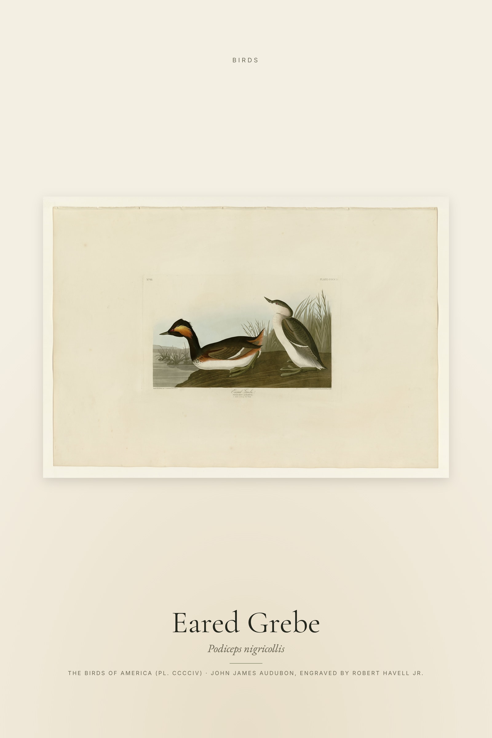 Eared Grebe