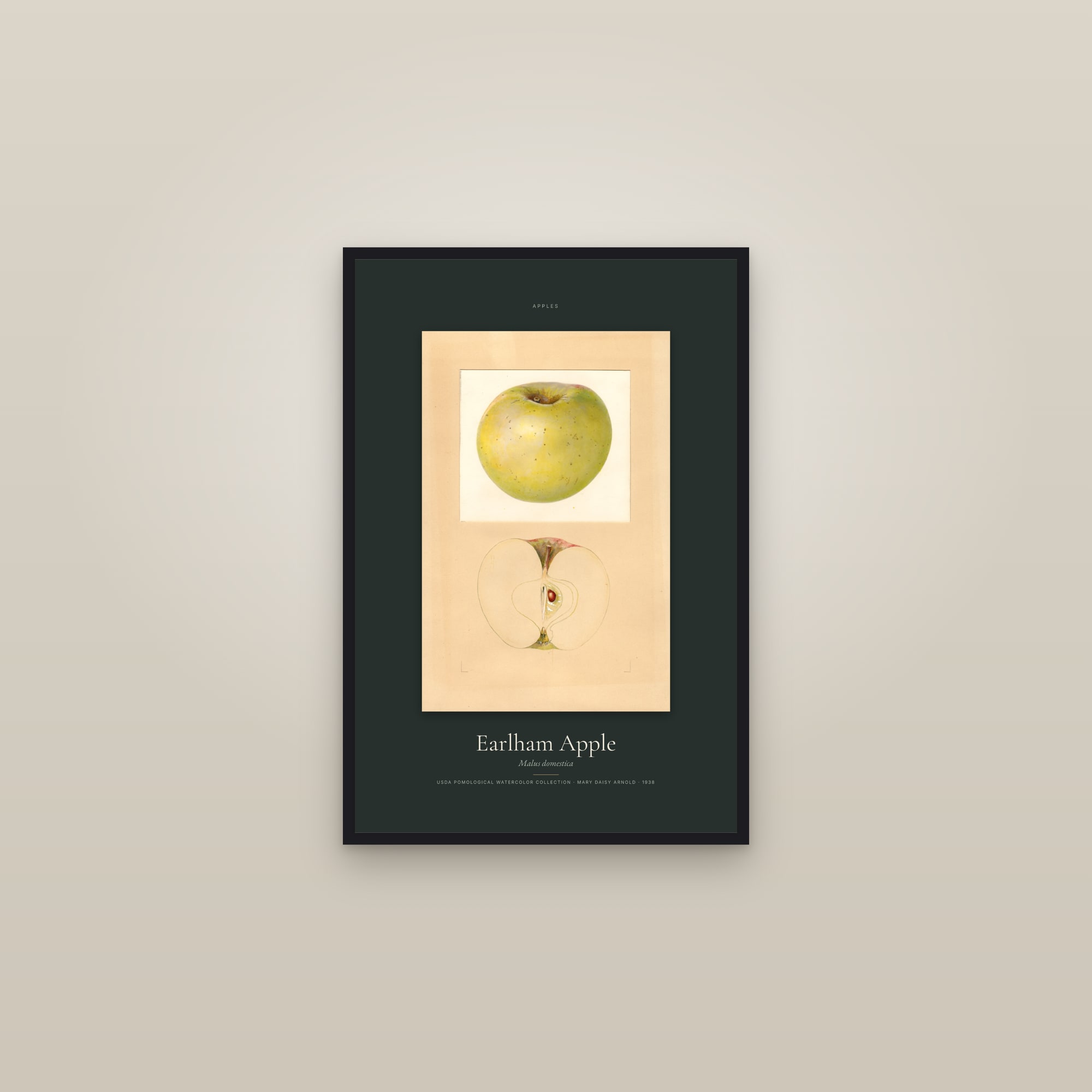 Earlham Apple — Specimen — framed in a gallery setting