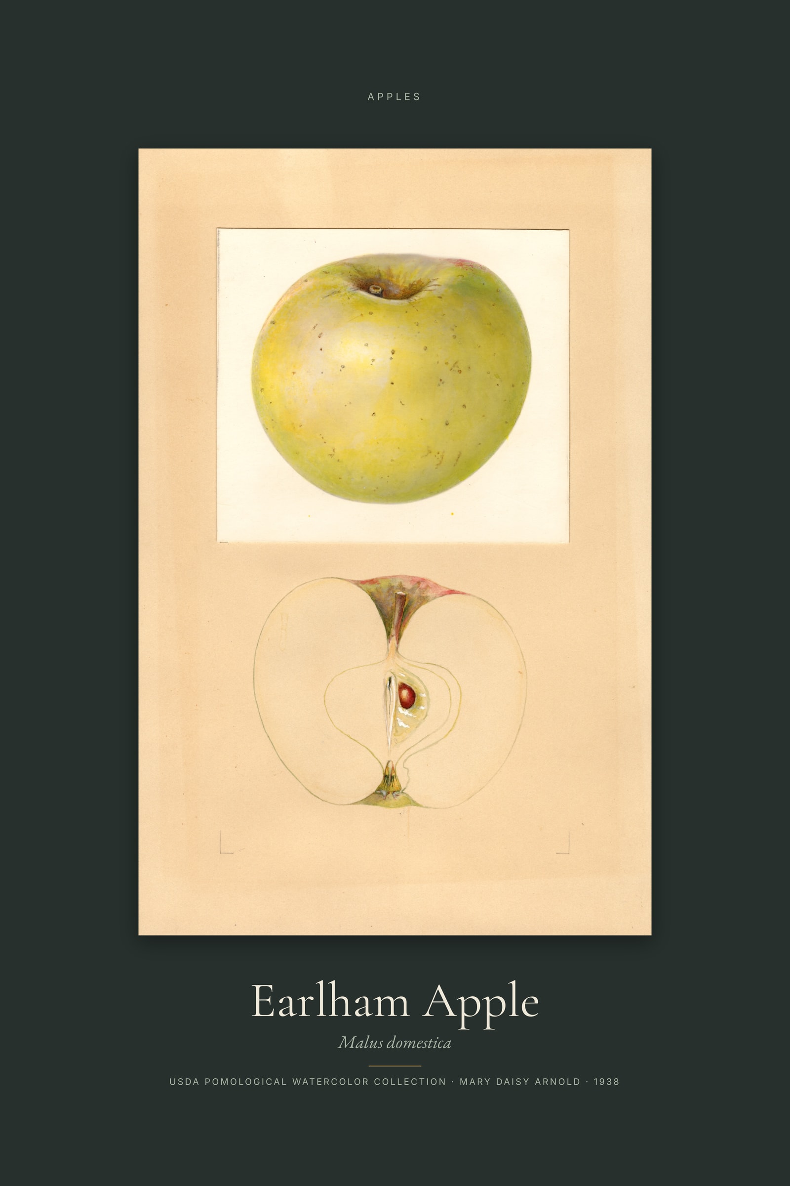 Earlham Apple — Specimen