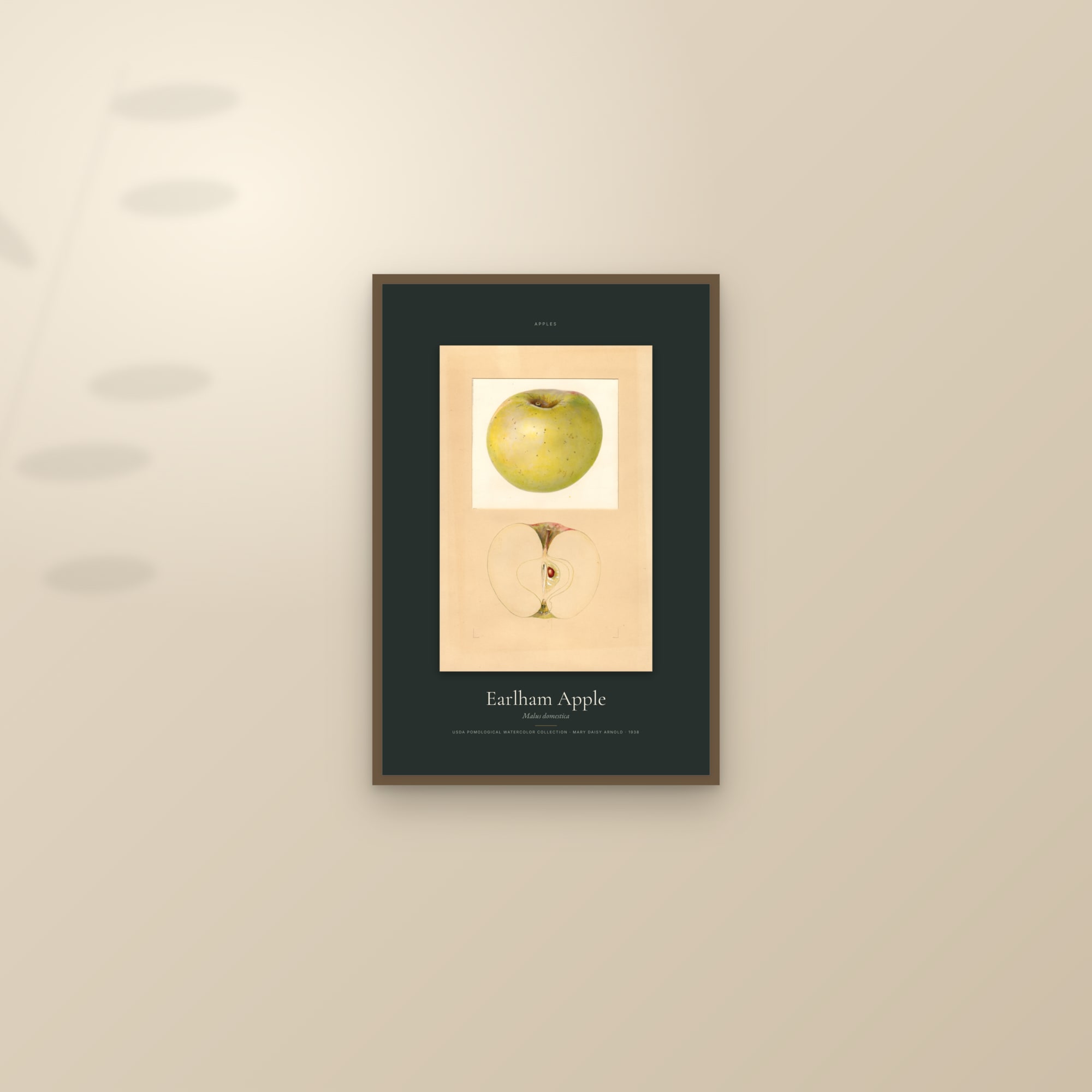Earlham Apple — Specimen — framed and styled on a sunlit wall