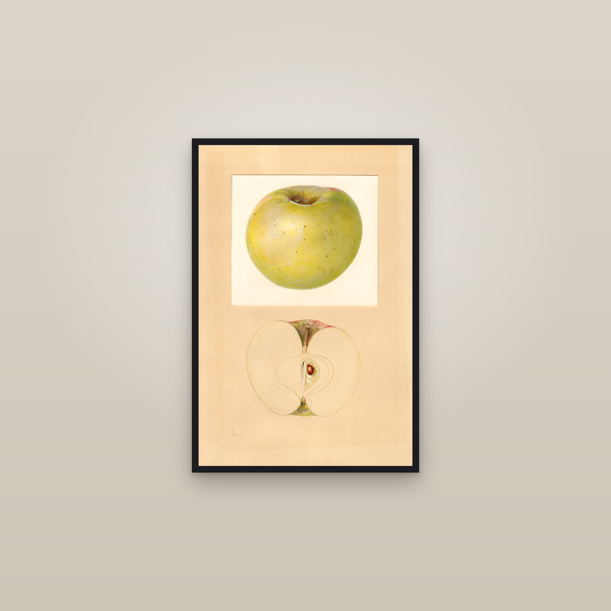 Earlham Apple — framed in a gallery setting