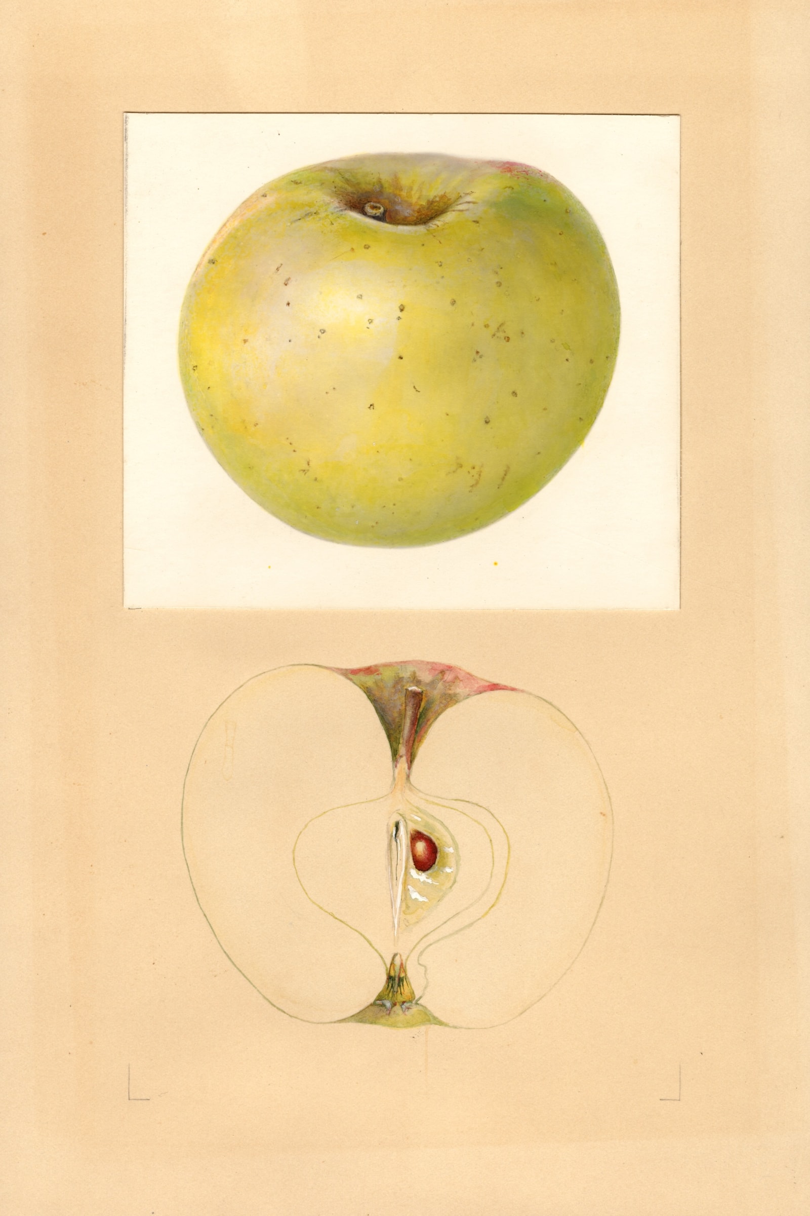 Earlham Apple