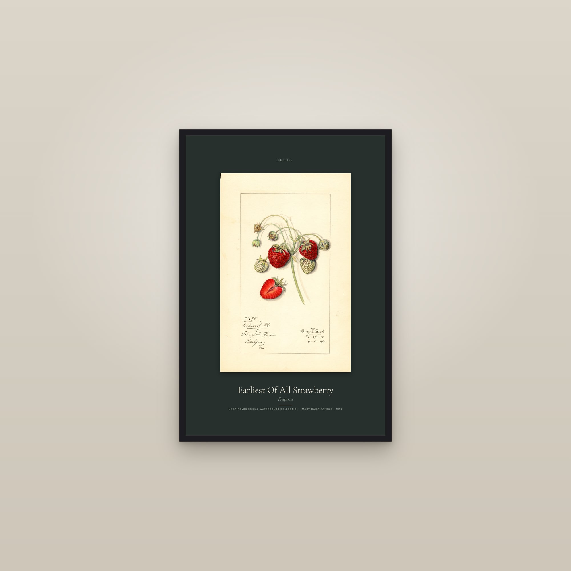 Earliest Of All Strawberry — Specimen — framed in a gallery setting