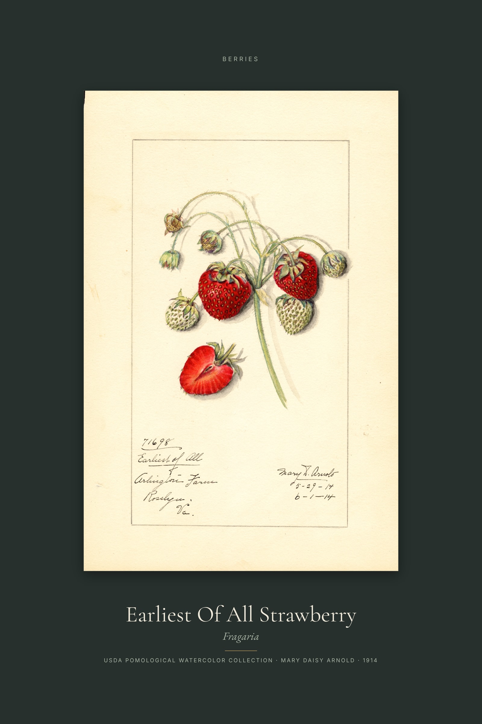 Earliest Of All Strawberry — Specimen