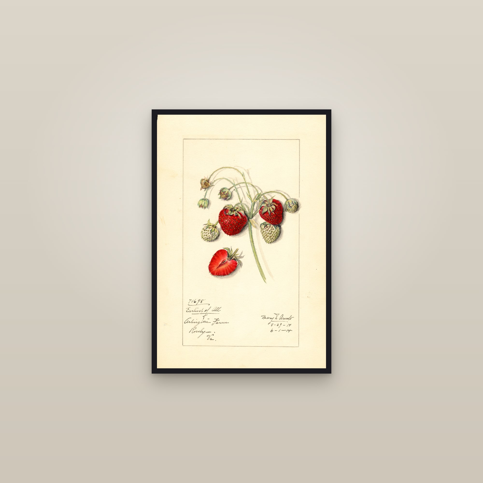 Earliest Of All Strawberry — framed in a gallery setting