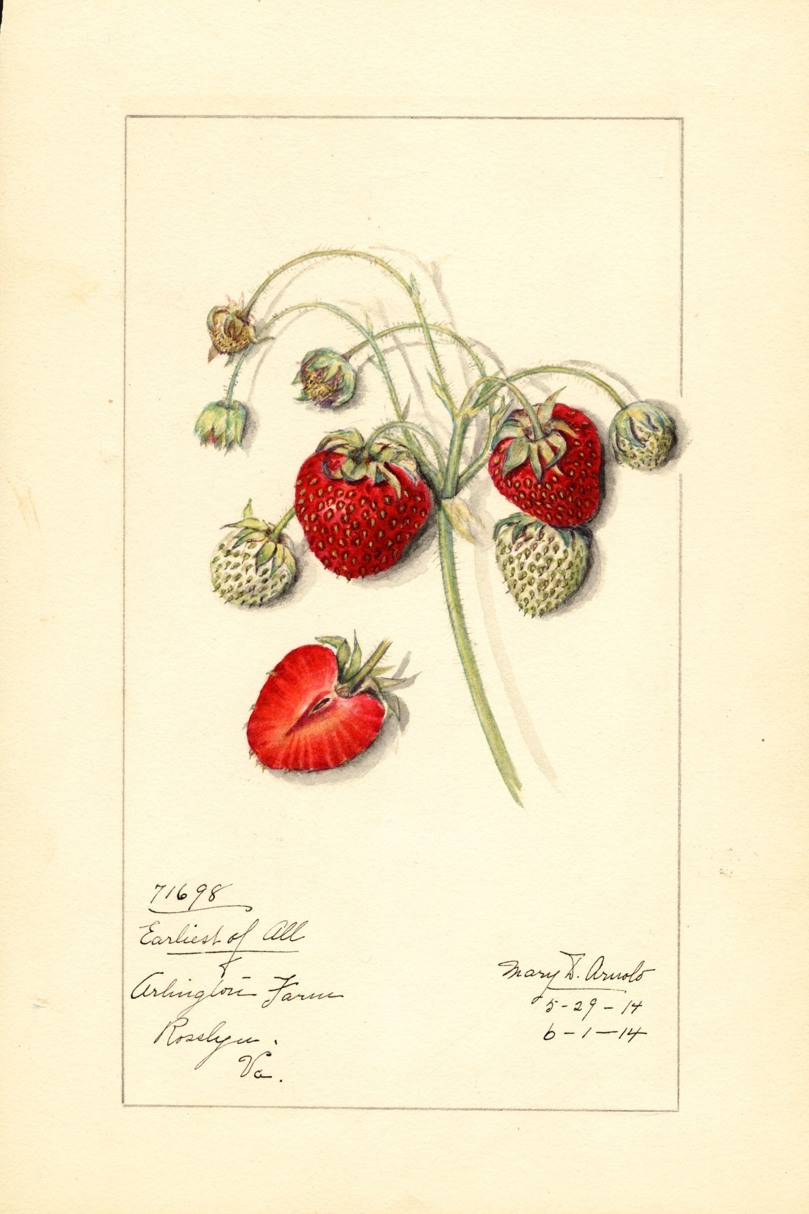 Earliest Of All Strawberry