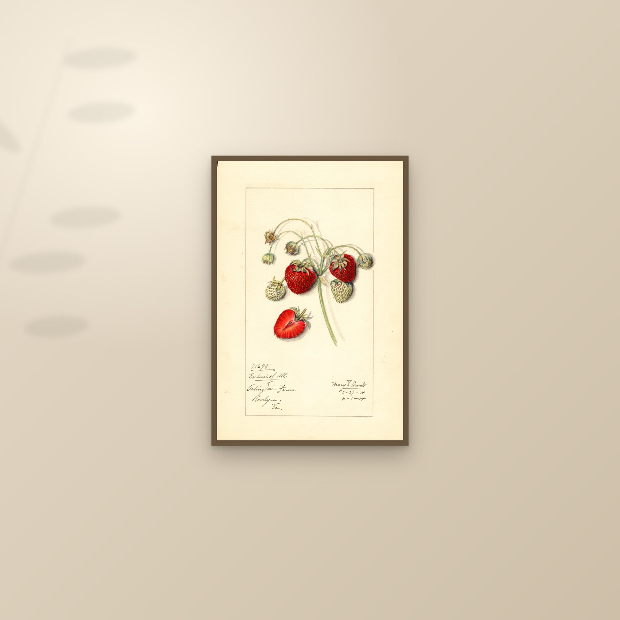 Earliest Of All Strawberry — framed and styled on a sunlit wall