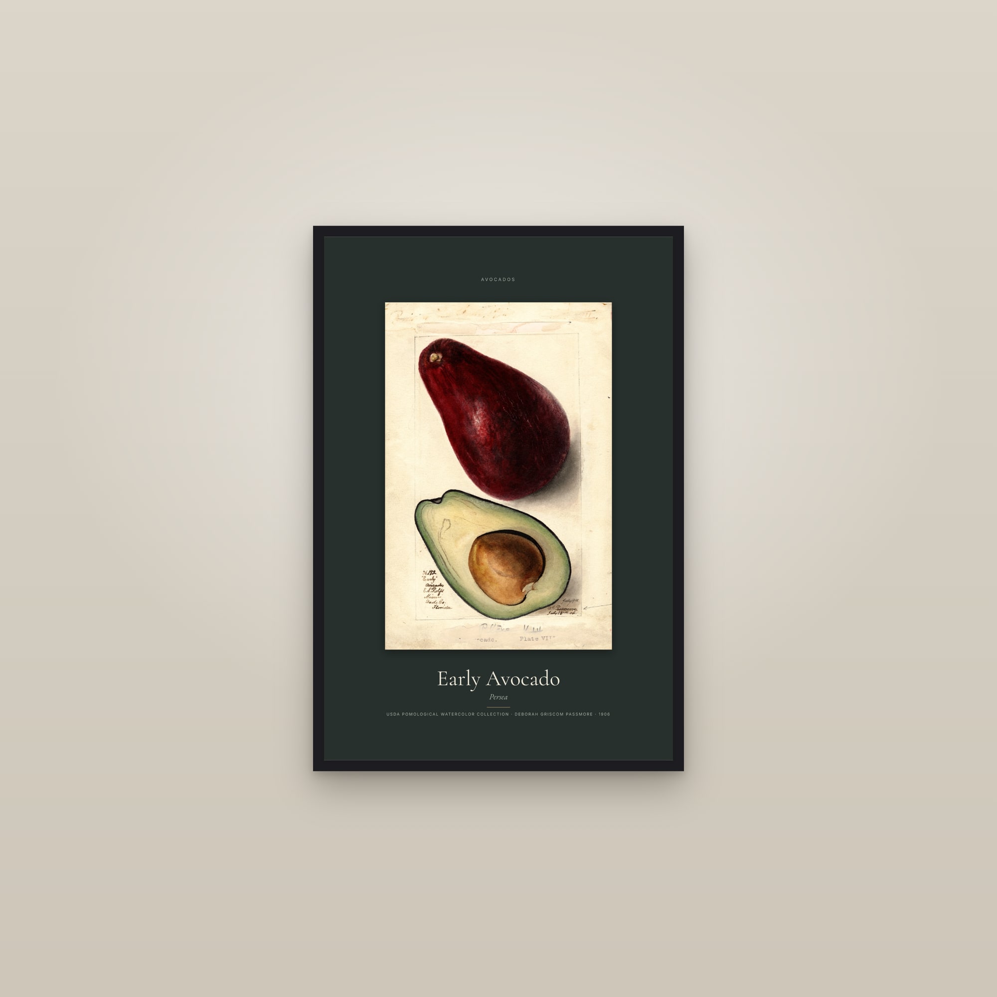 Early Avocado — Specimen — framed in a gallery setting
