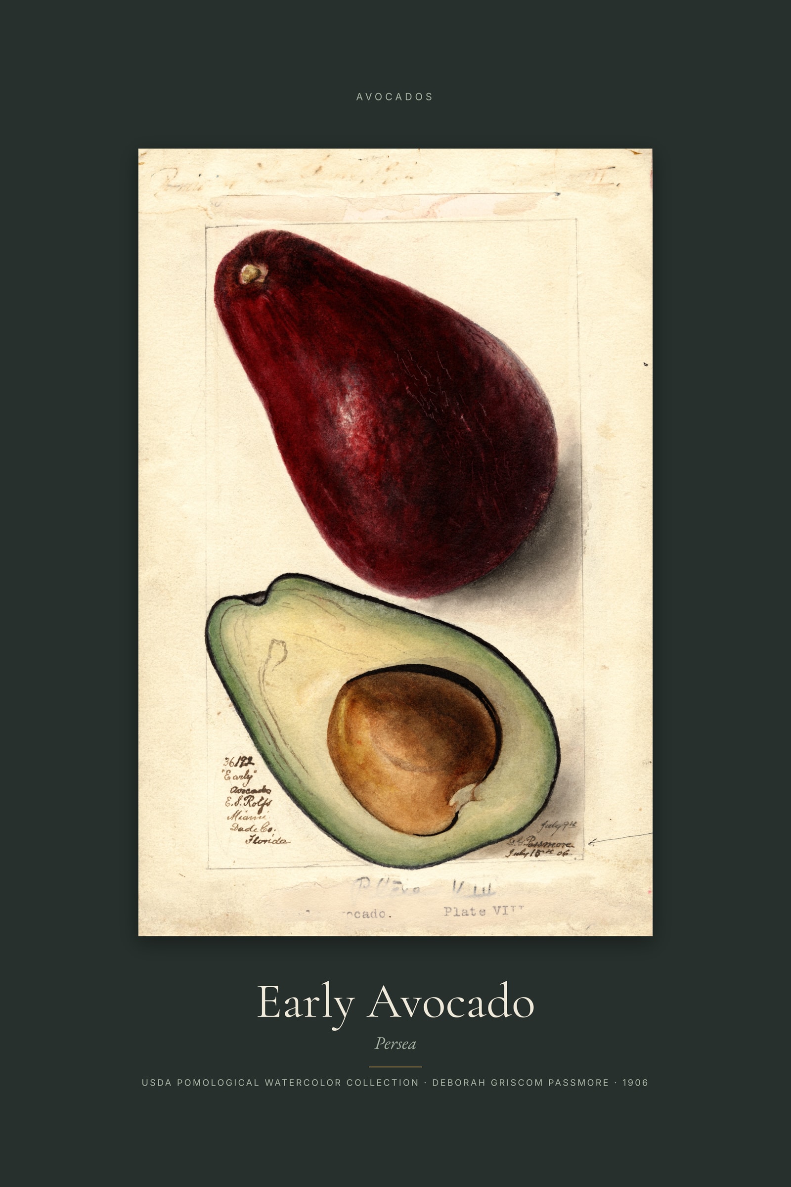 Early Avocado — Specimen