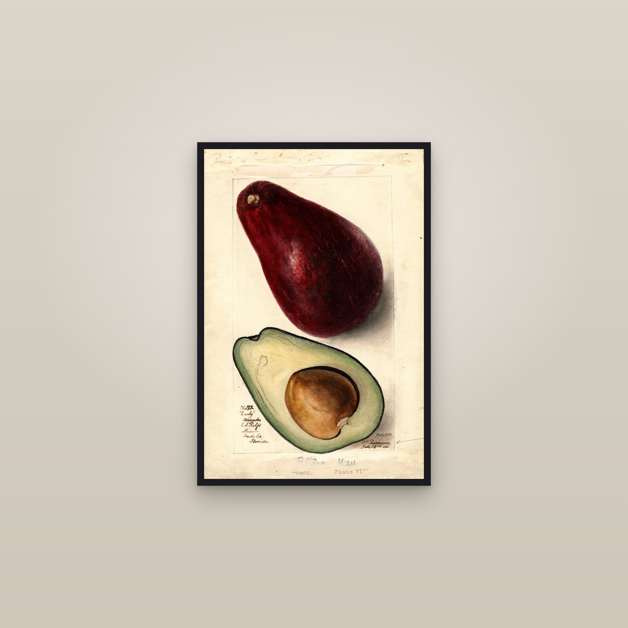 Early Avocado — framed in a gallery setting