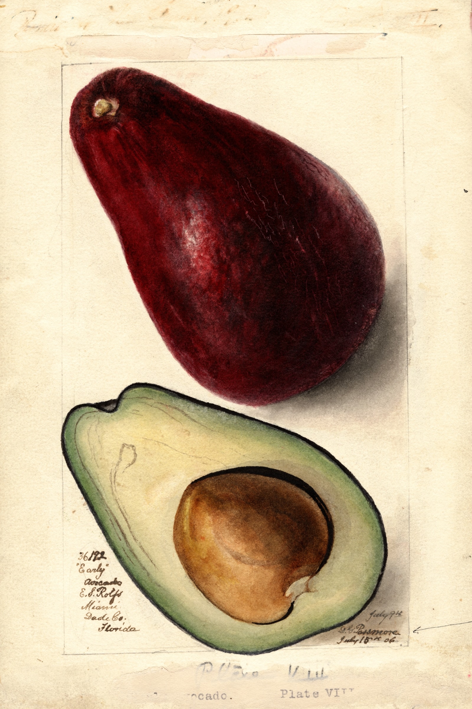 Early Avocado