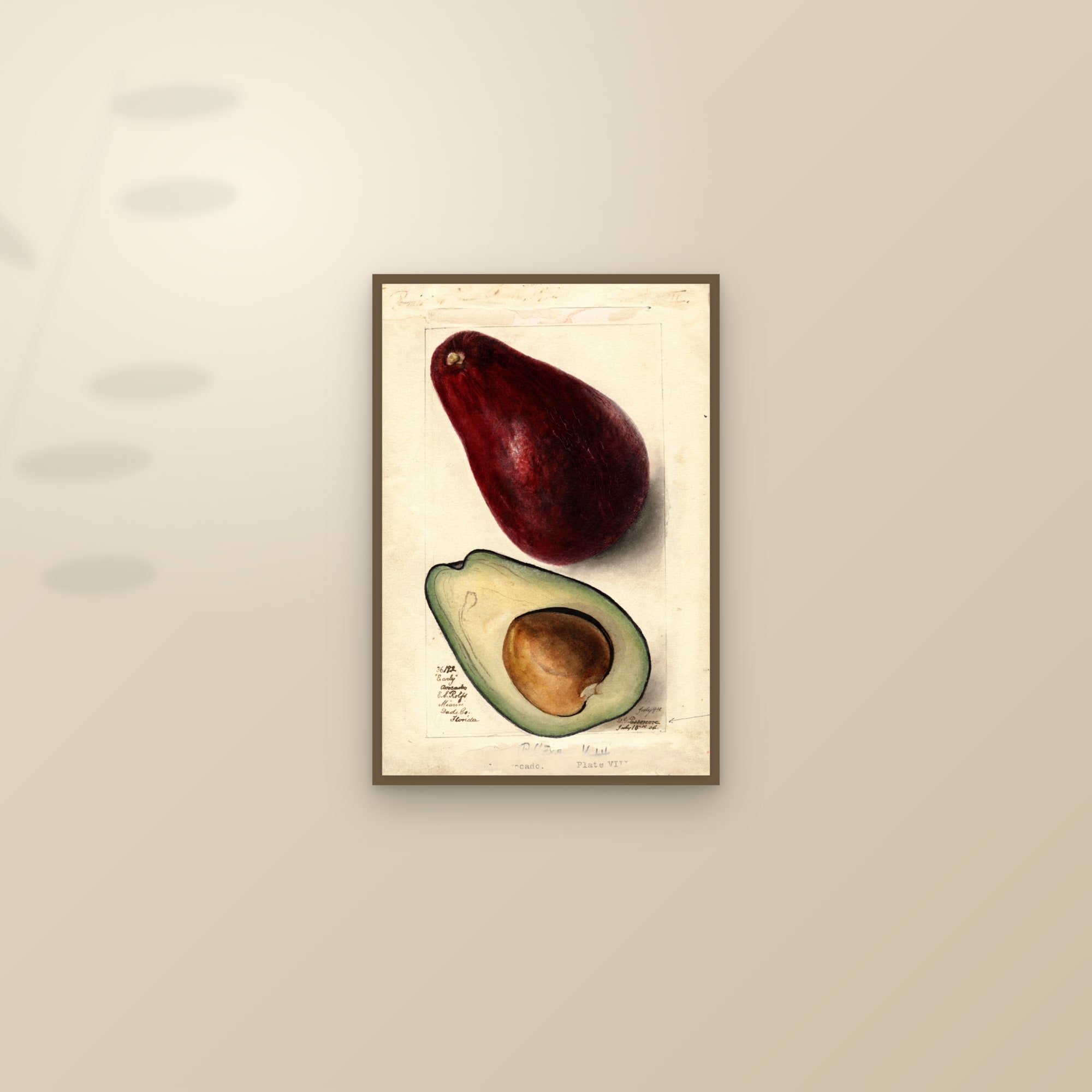 Early Avocado — framed and styled on a sunlit wall