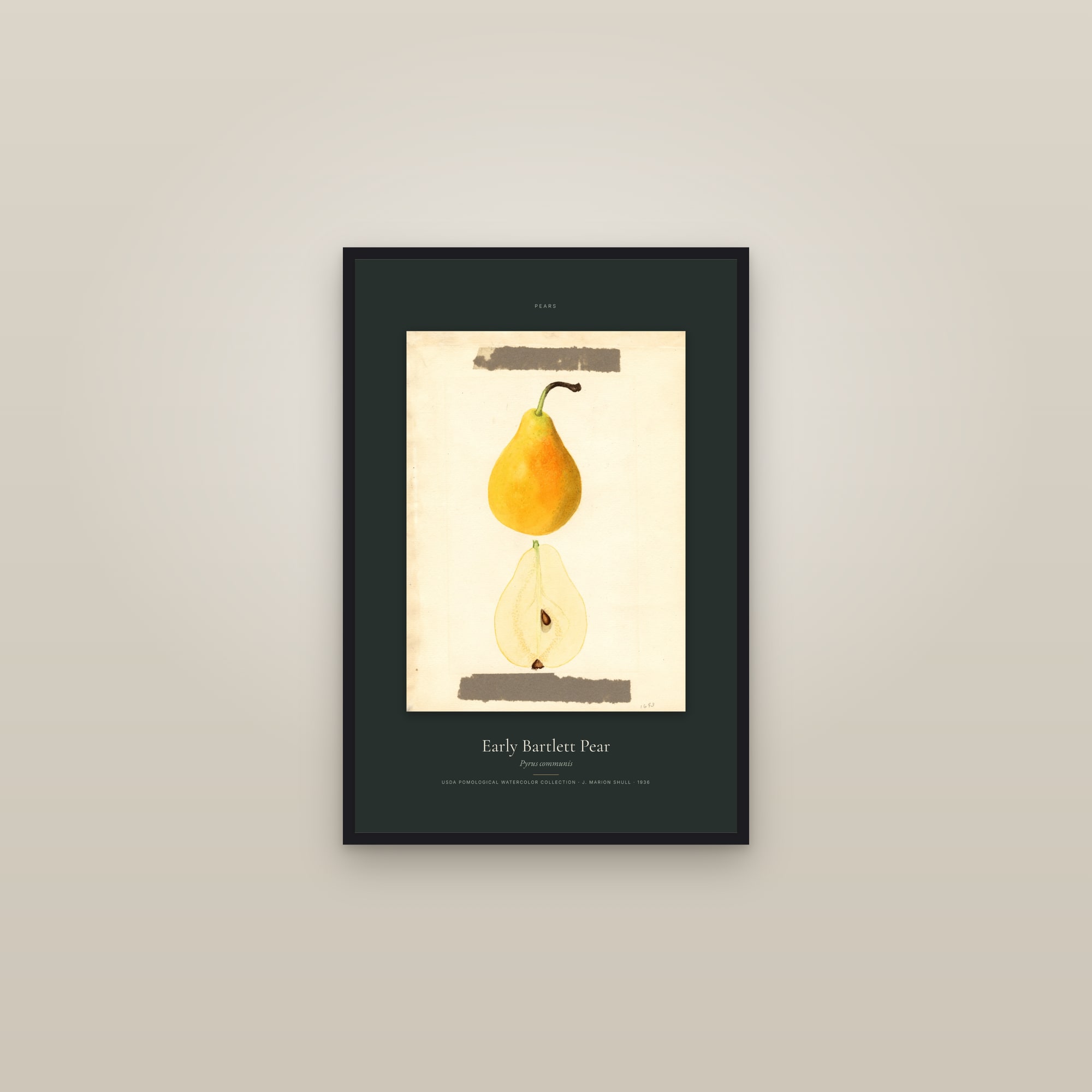 Early Bartlett Pear — Specimen — framed in a gallery setting