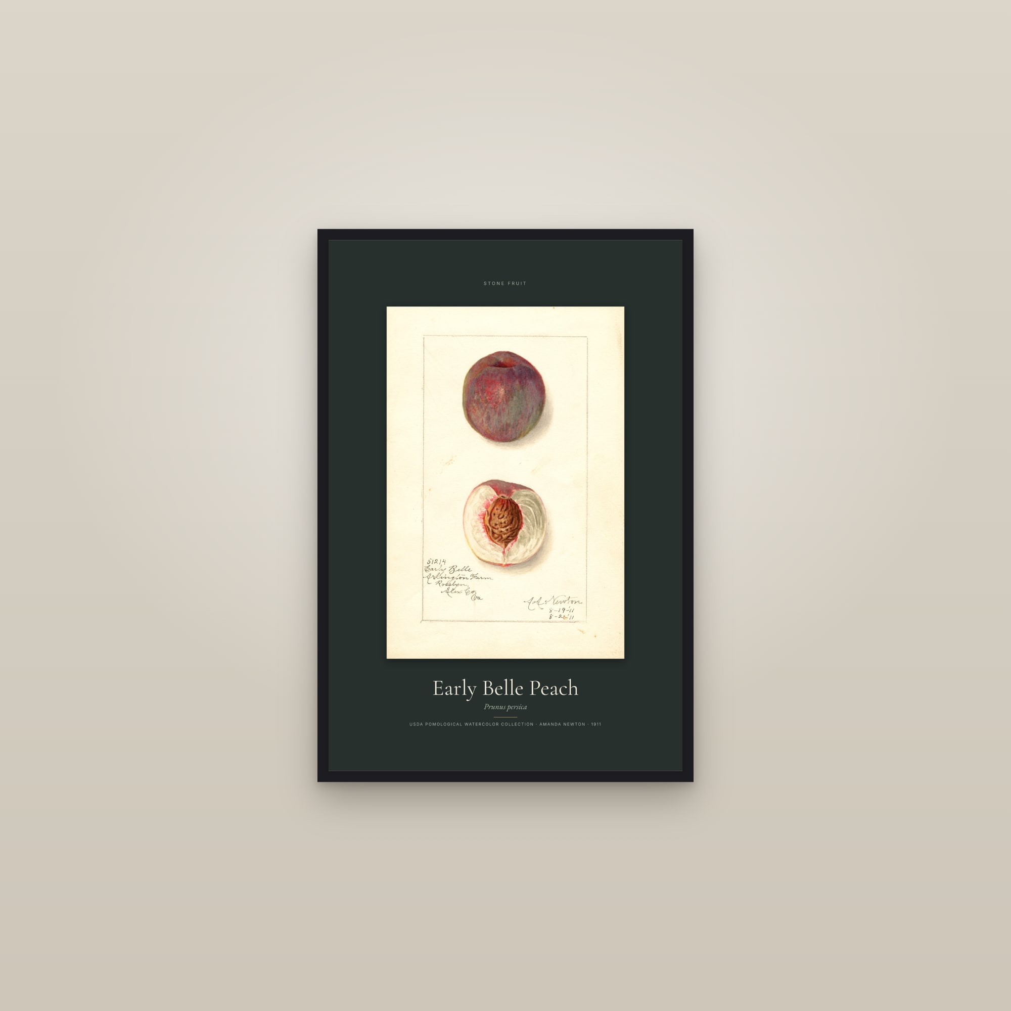 Early Belle Peach — Specimen — framed in a gallery setting