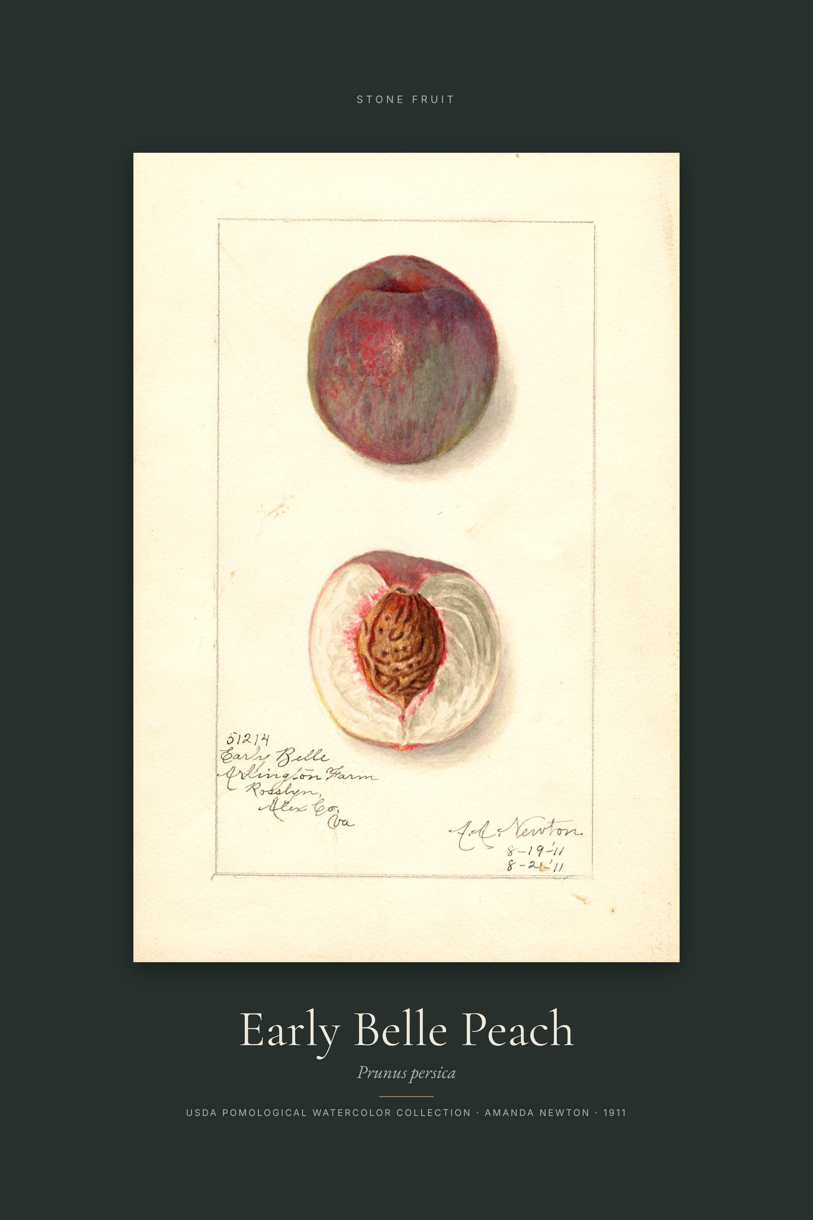 Early Belle Peach — Specimen
