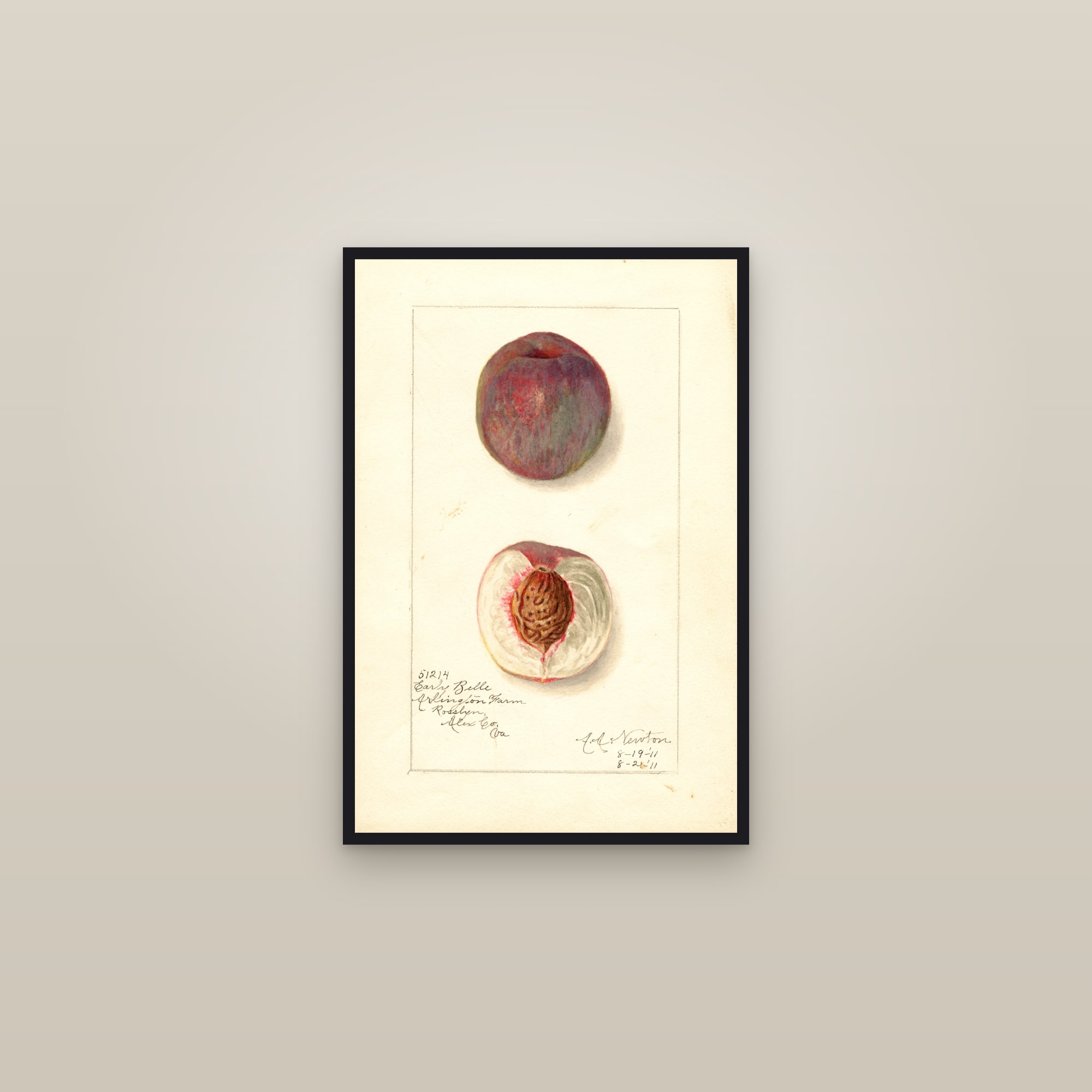 Early Belle Peach — framed in a gallery setting