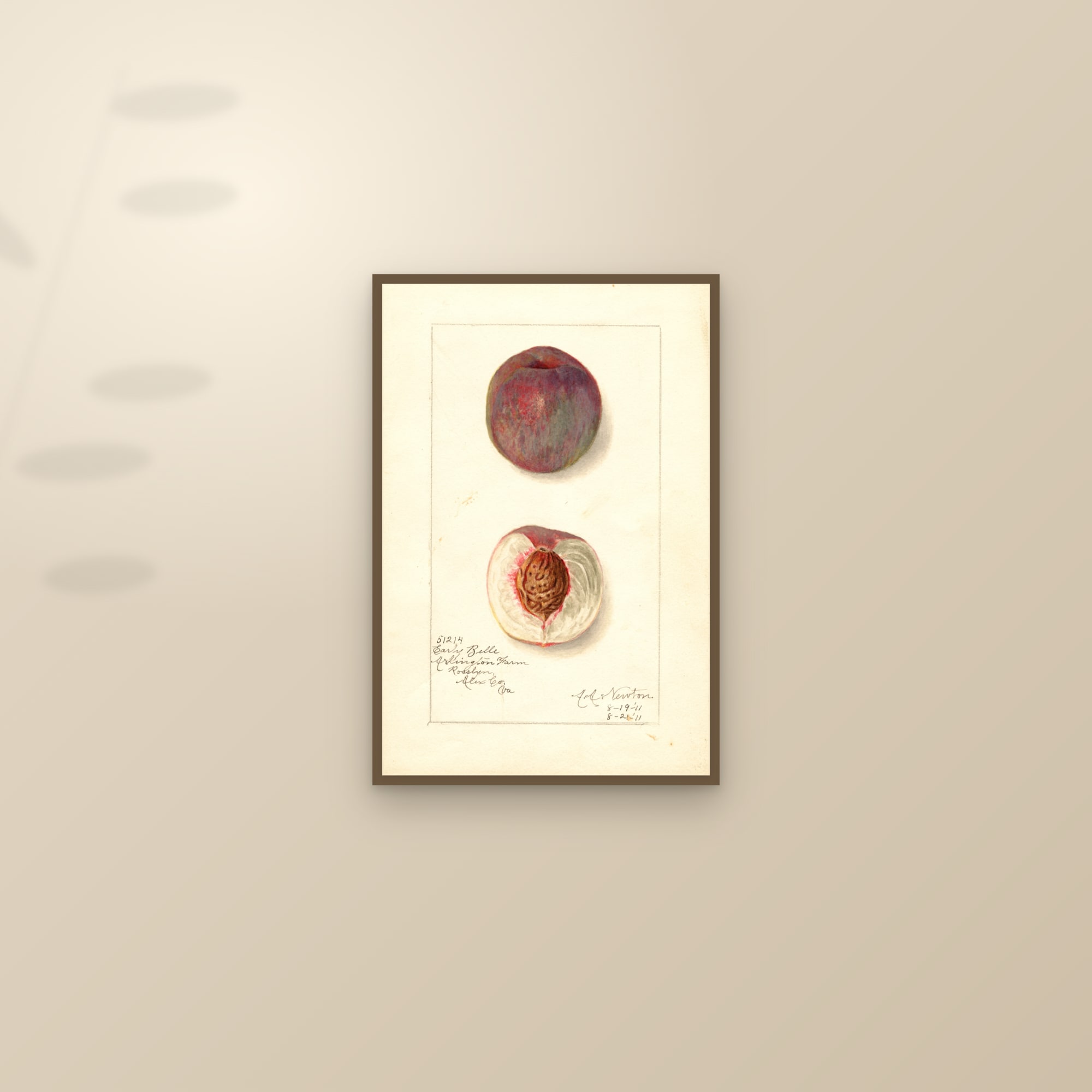 Early Belle Peach — framed and styled on a sunlit wall