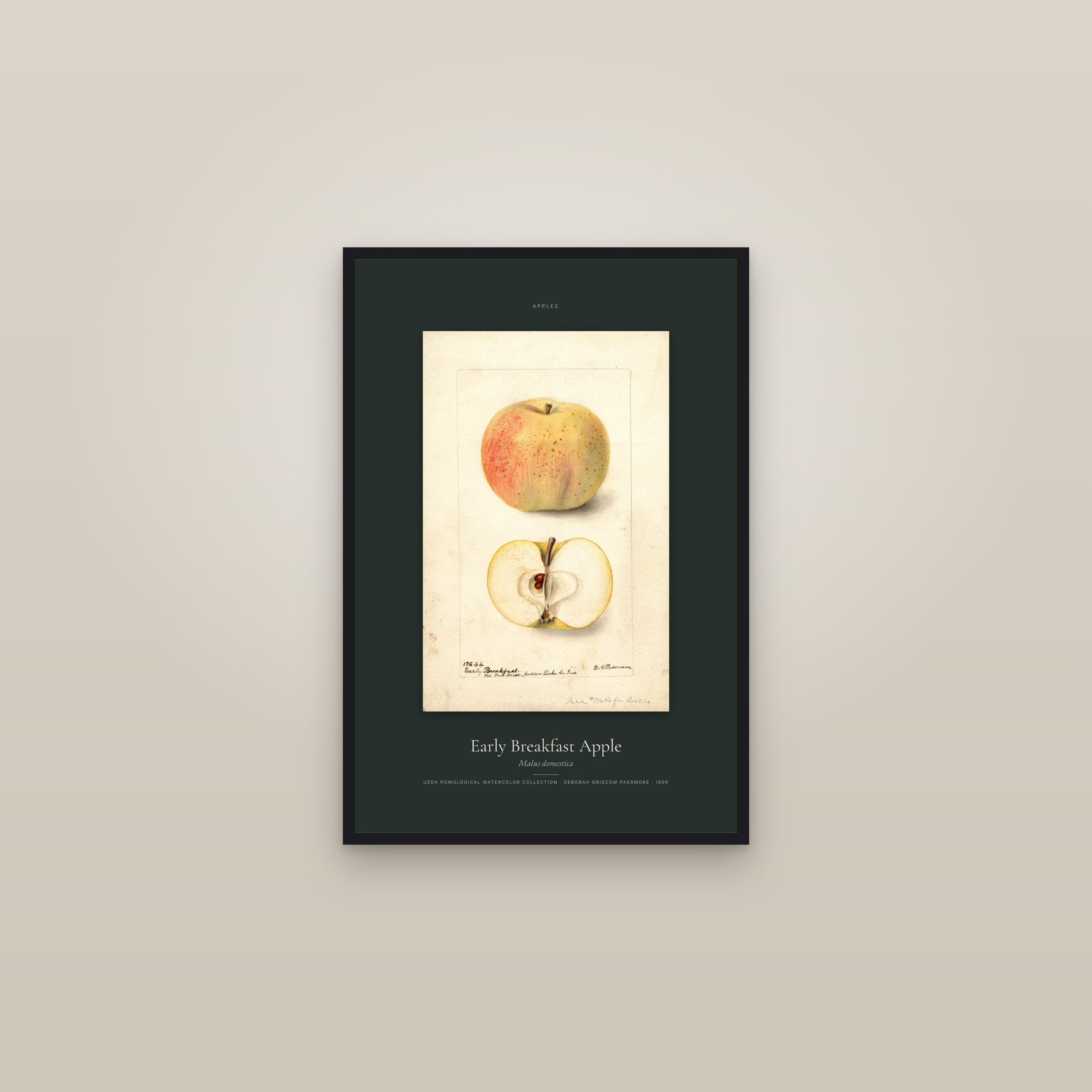 Early Breakfast Apple — Specimen — framed in a gallery setting