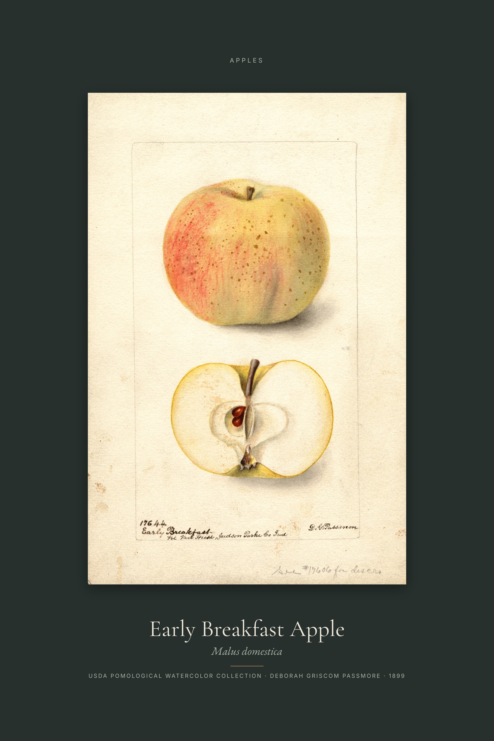 Early Breakfast Apple — Specimen