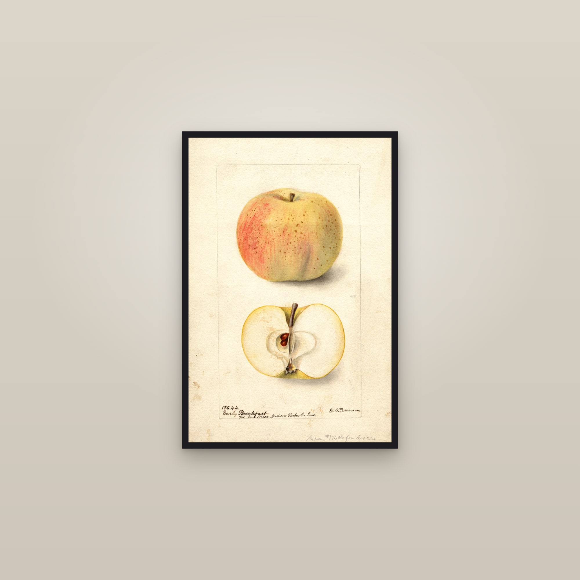 Early Breakfast Apple — framed in a gallery setting