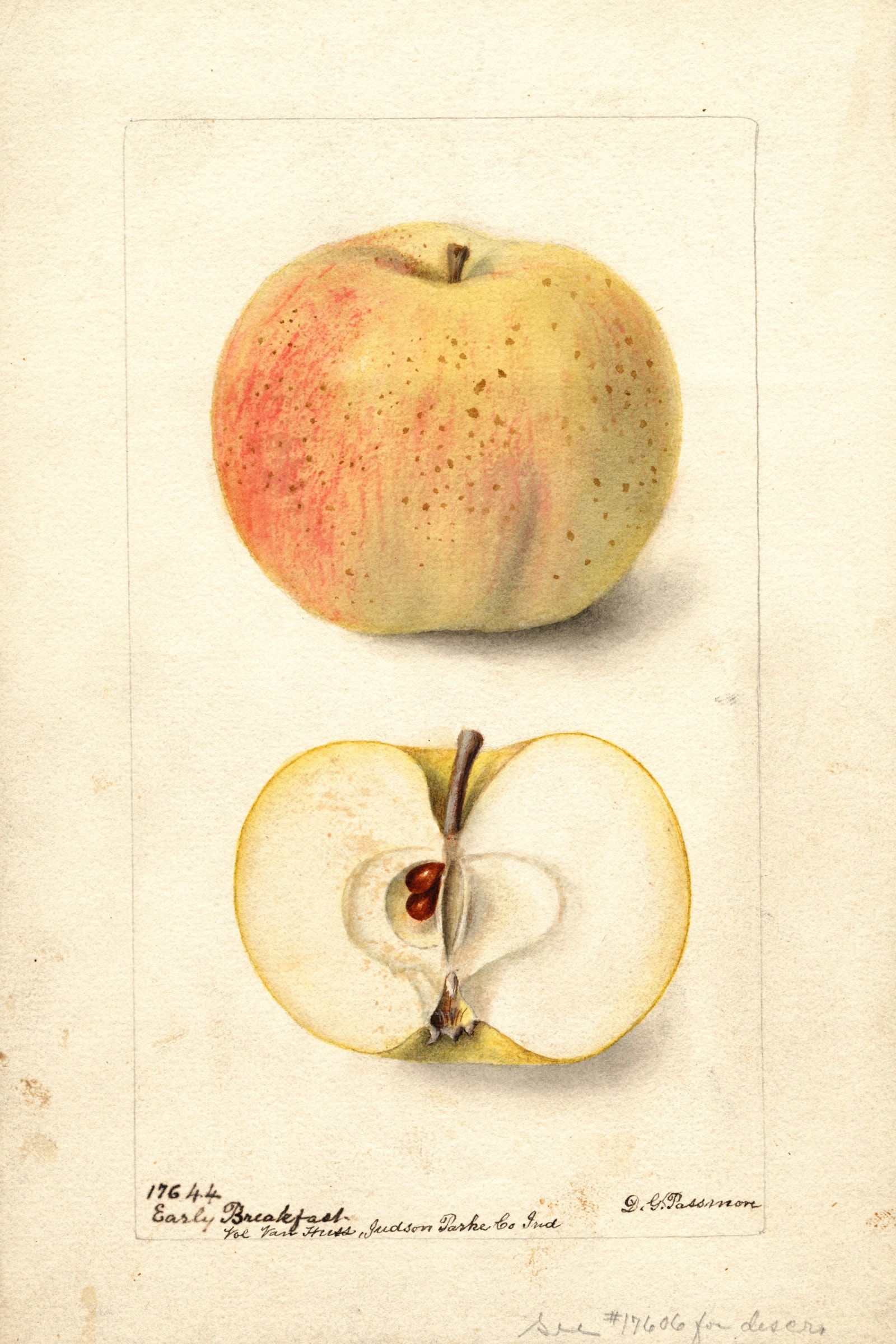 Early Breakfast Apple