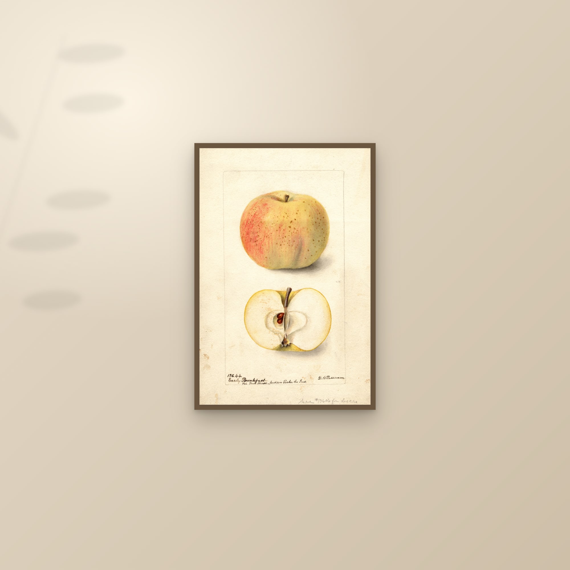 Early Breakfast Apple — framed and styled on a sunlit wall