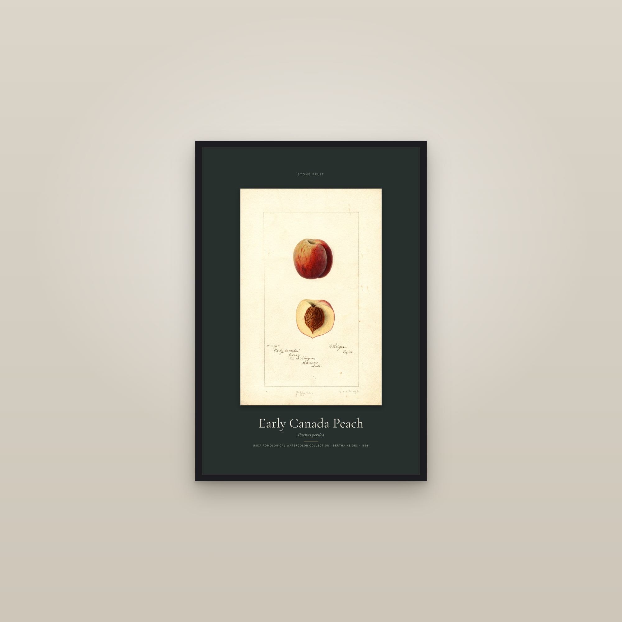 Early Canada Peach — Specimen — framed in a gallery setting