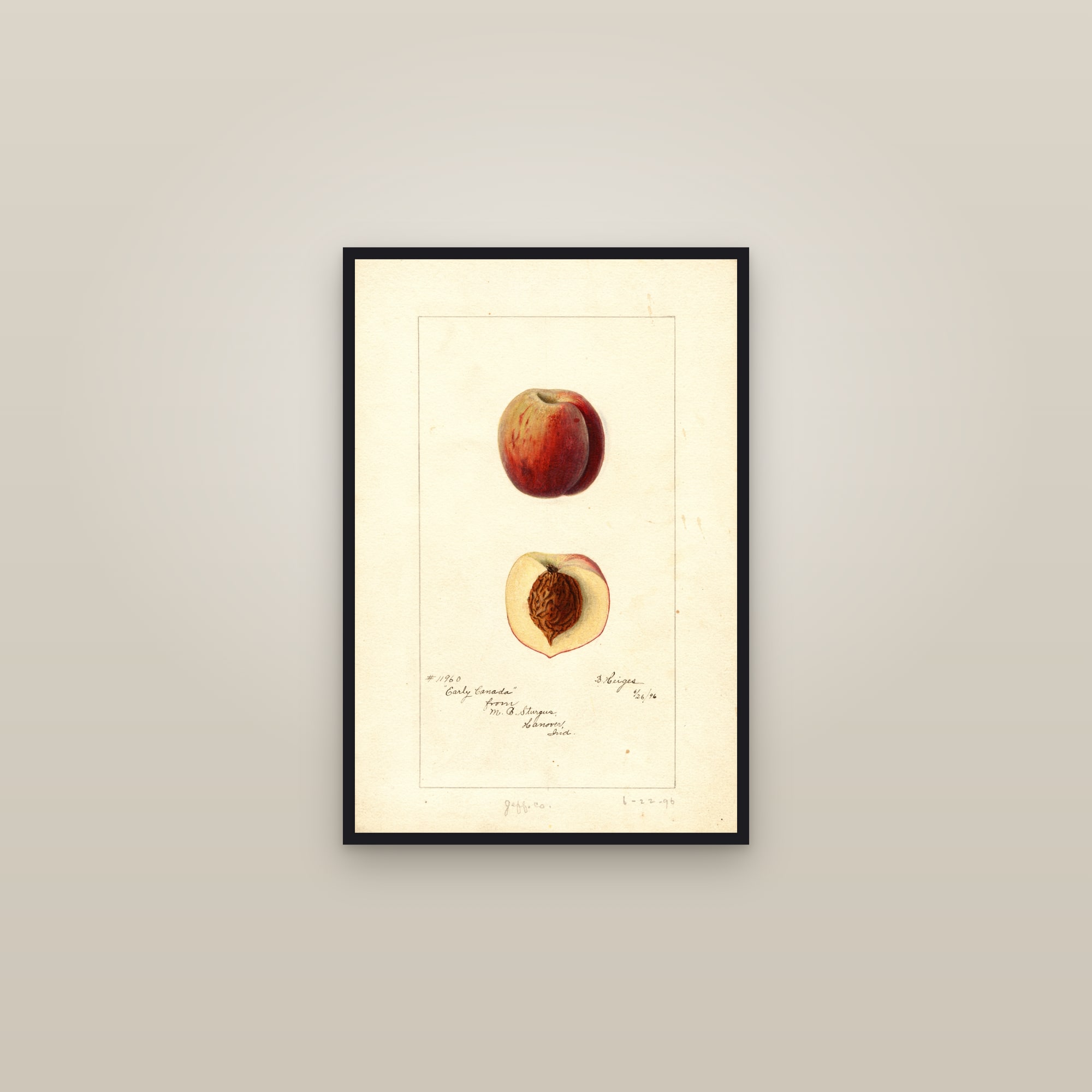 Early Canada Peach — framed in a gallery setting