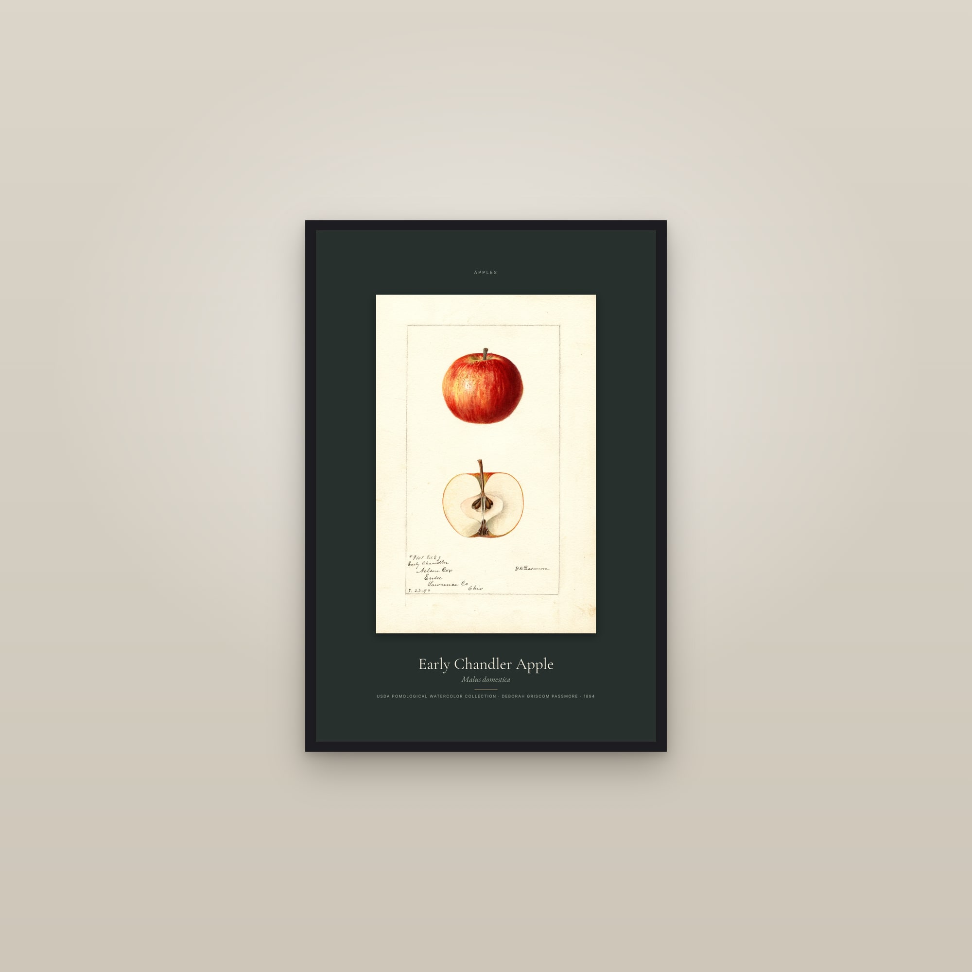 Early Chandler Apple — Specimen — framed in a gallery setting