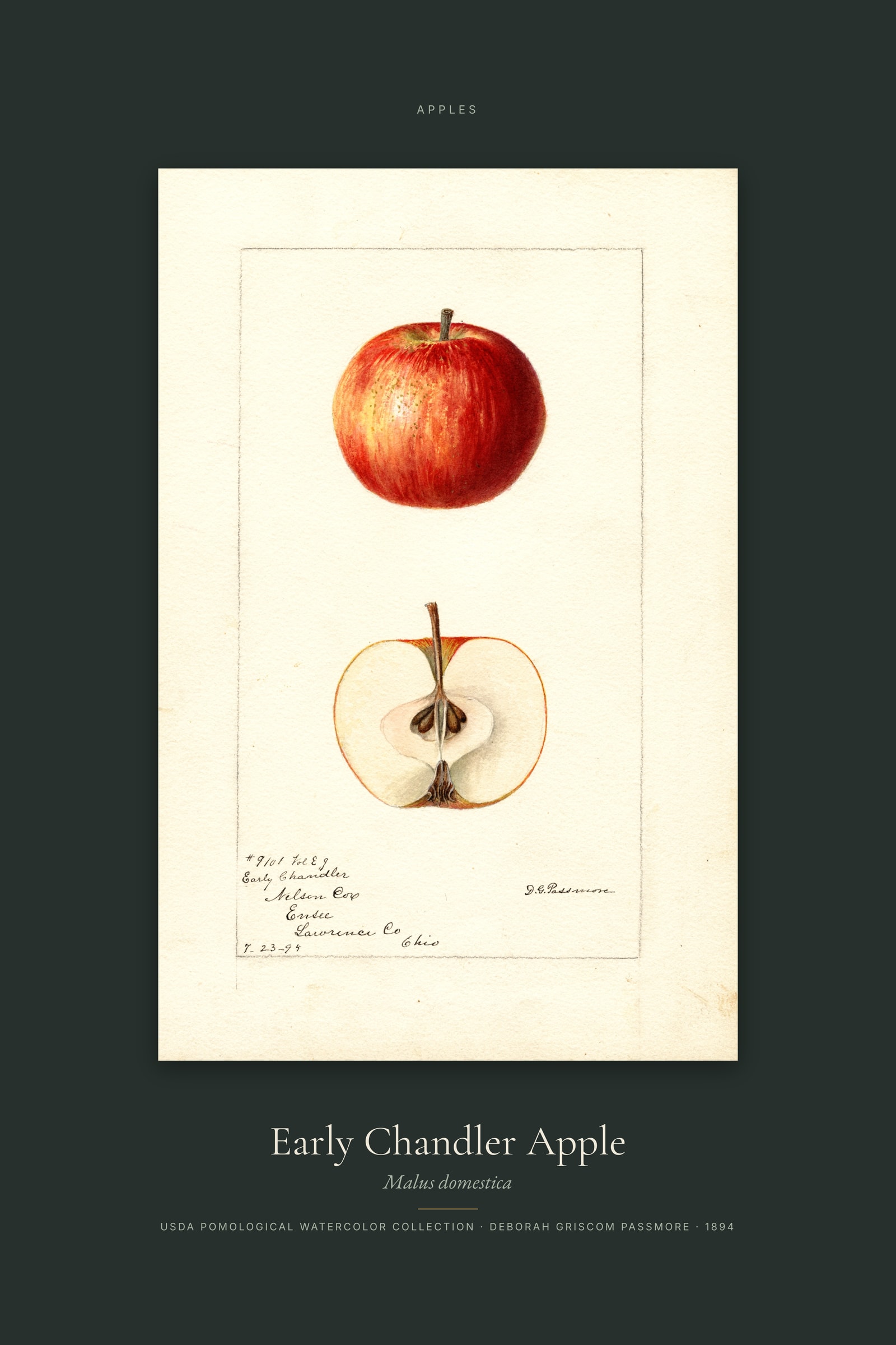 Early Chandler Apple — Specimen