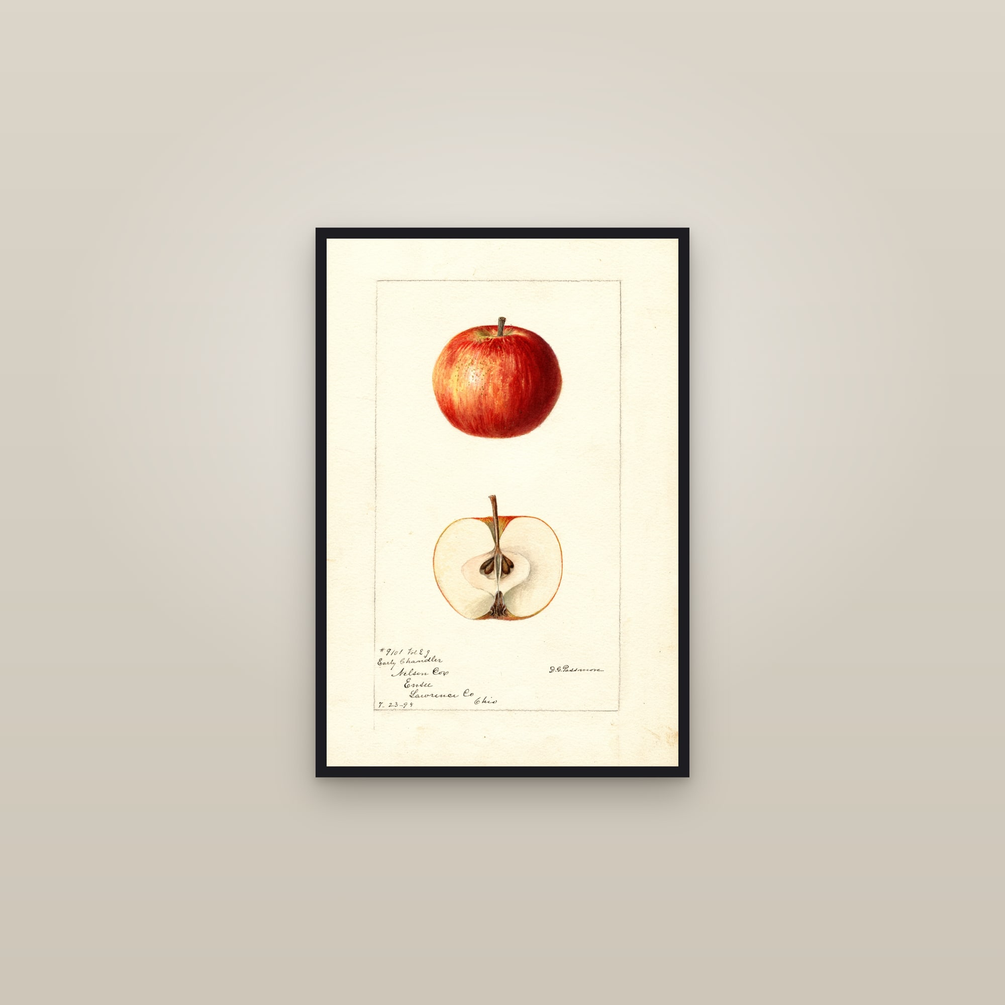 Early Chandler Apple — framed in a gallery setting