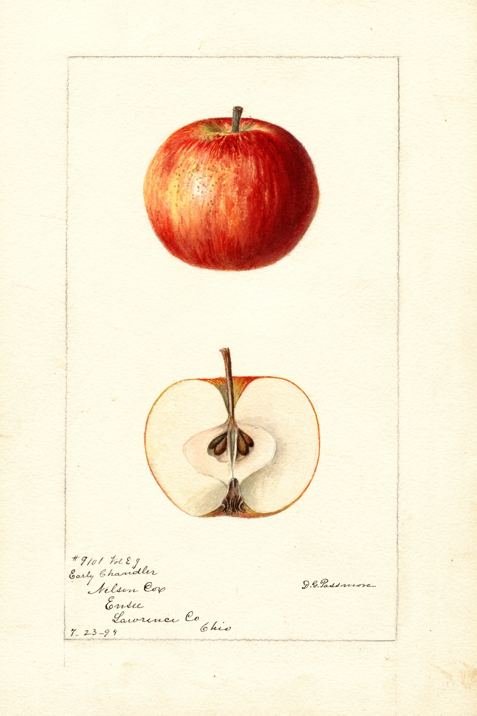 Early Chandler Apple
