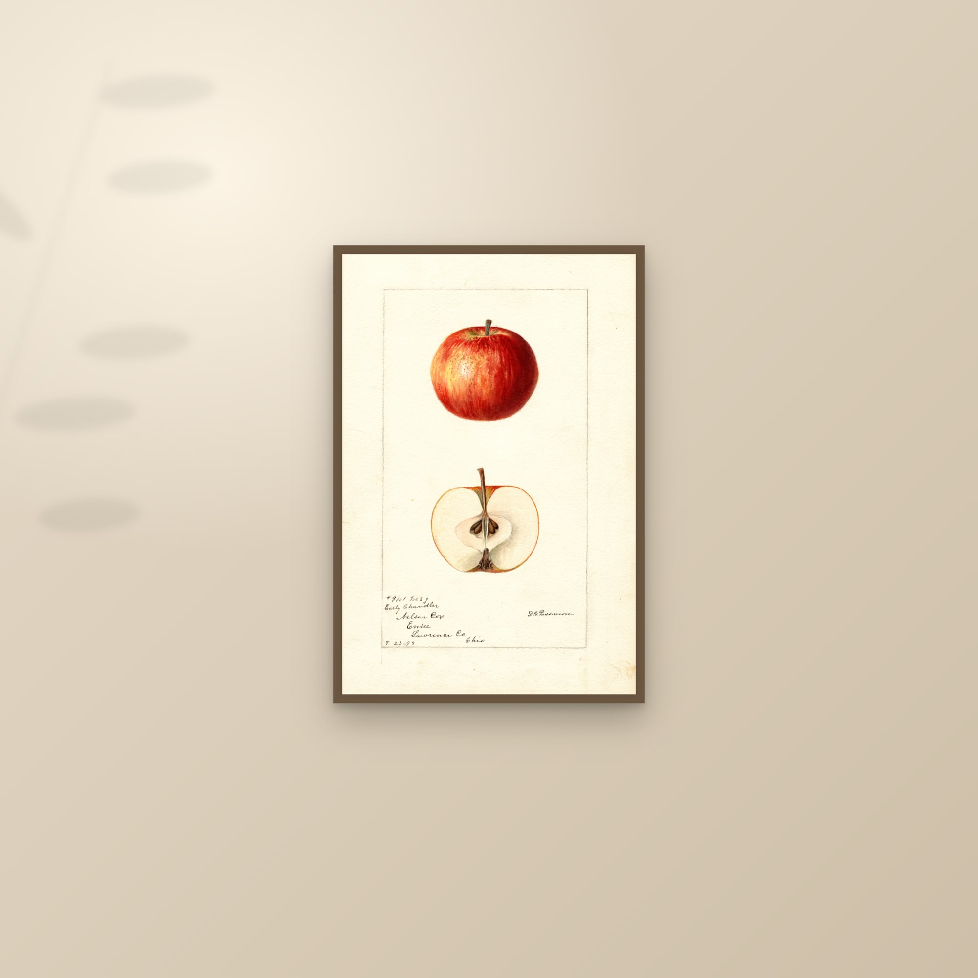 Early Chandler Apple — framed and styled on a sunlit wall