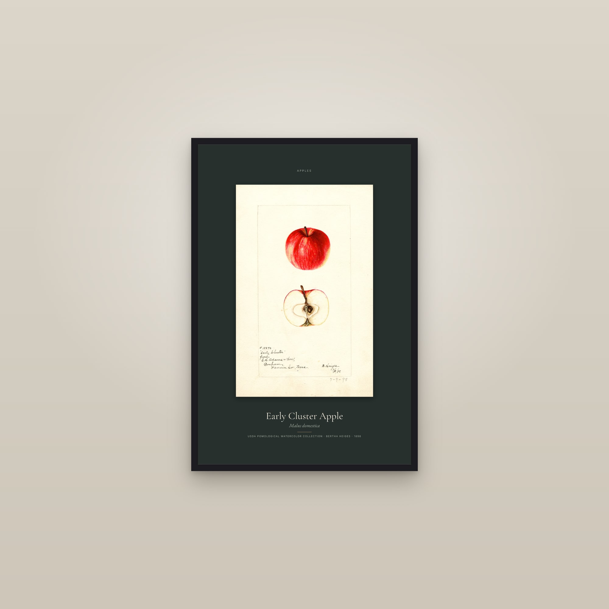 Early Cluster Apple — Specimen — framed in a gallery setting