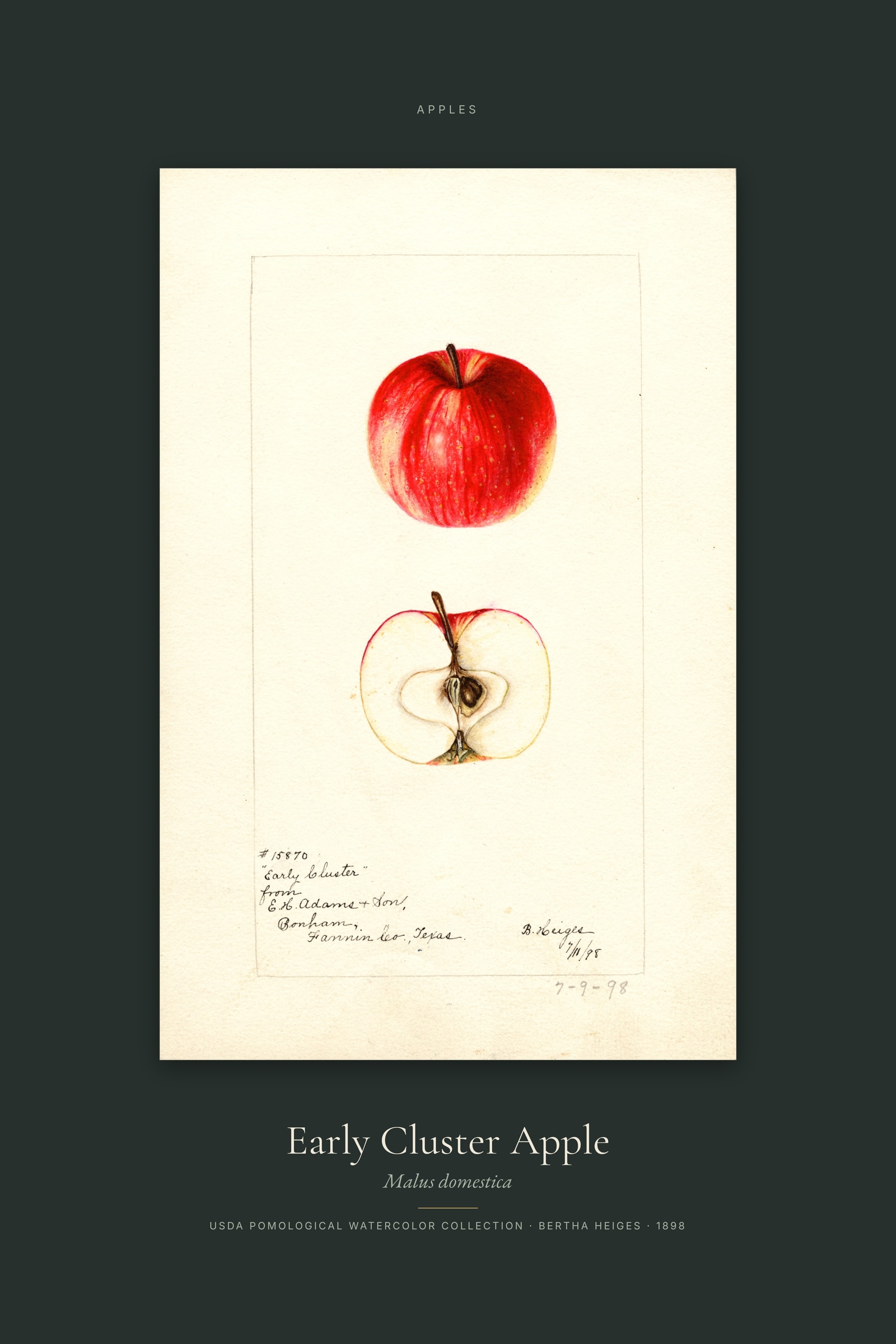 Early Cluster Apple — Specimen