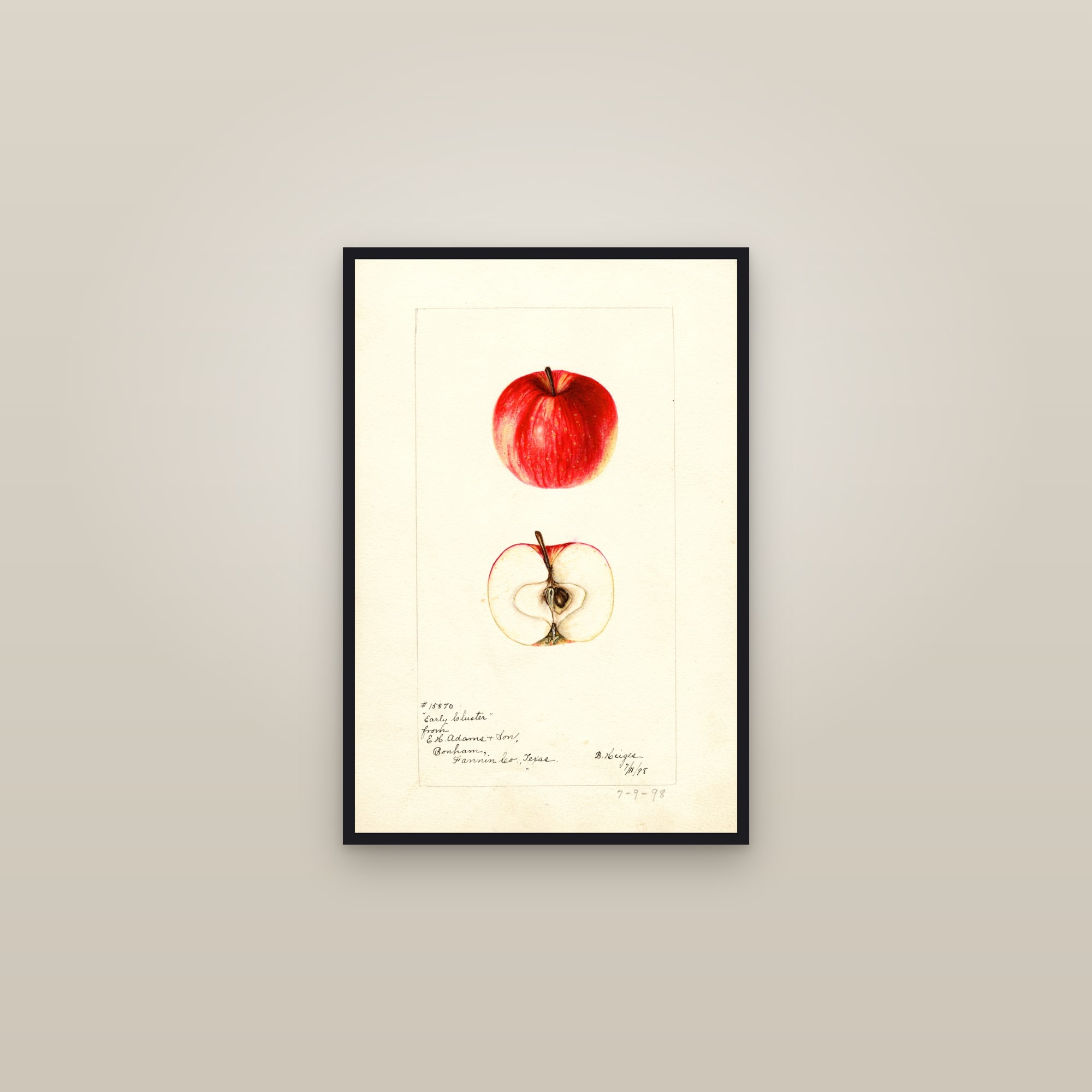 Early Cluster Apple — framed in a gallery setting