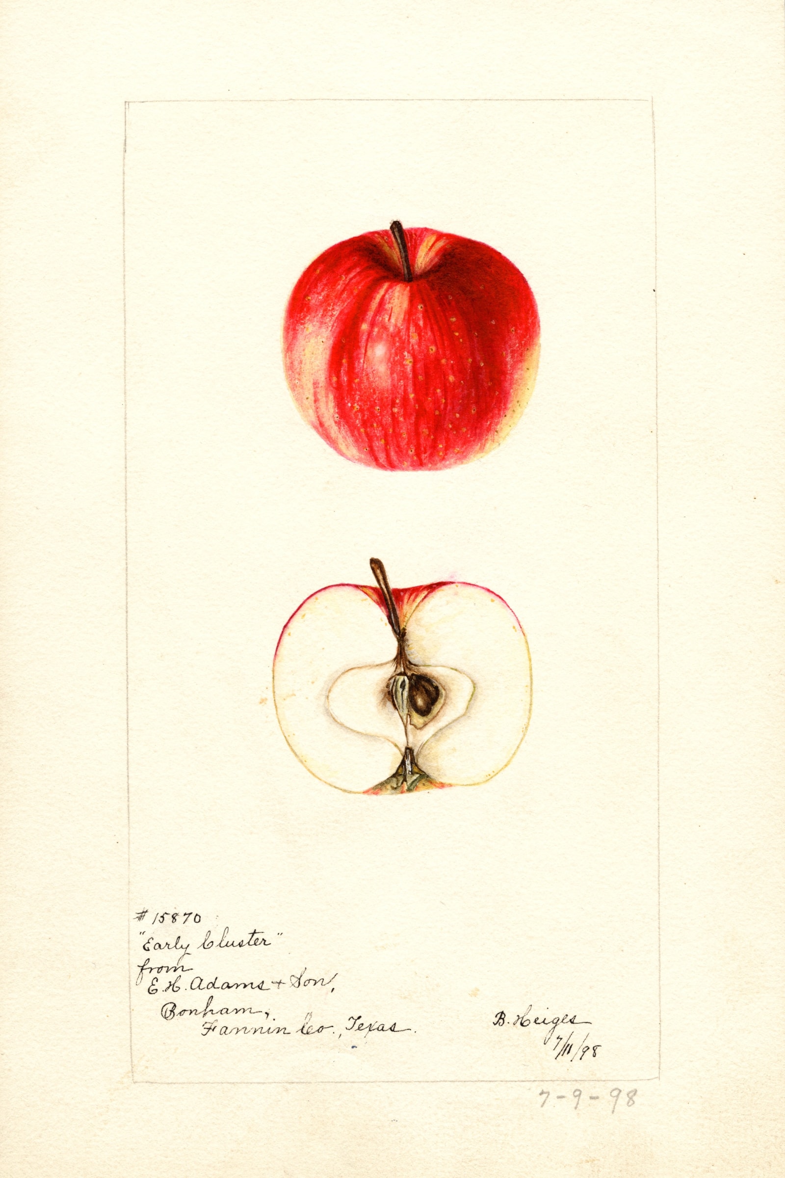 Early Cluster Apple