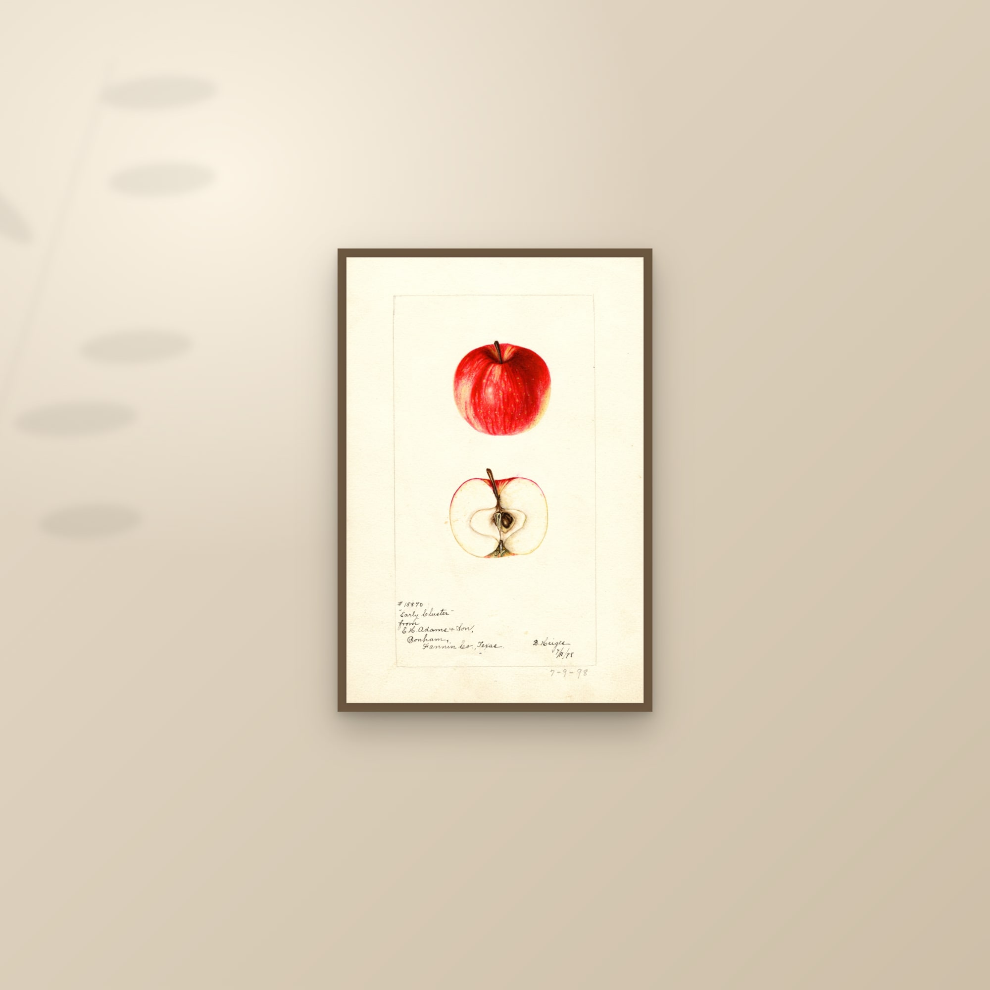Early Cluster Apple — framed and styled on a sunlit wall