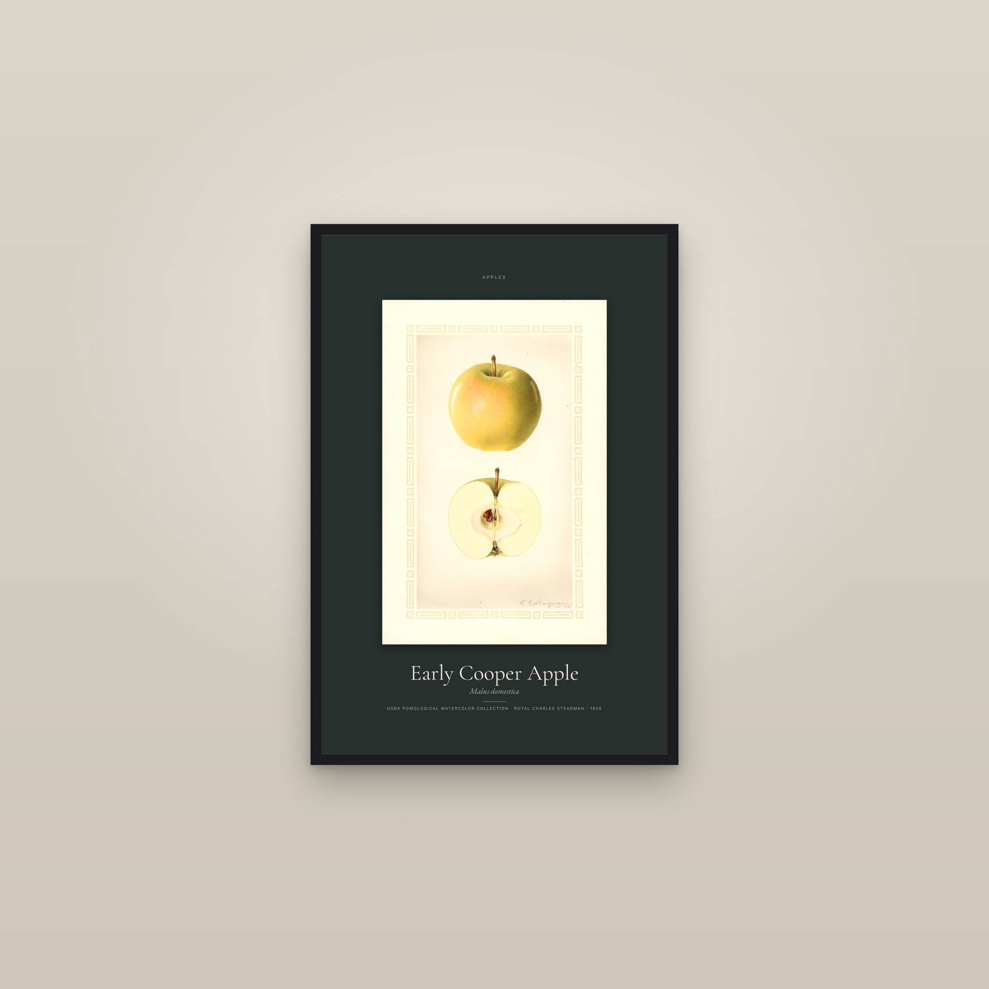 Early Cooper Apple — Specimen — framed in a gallery setting