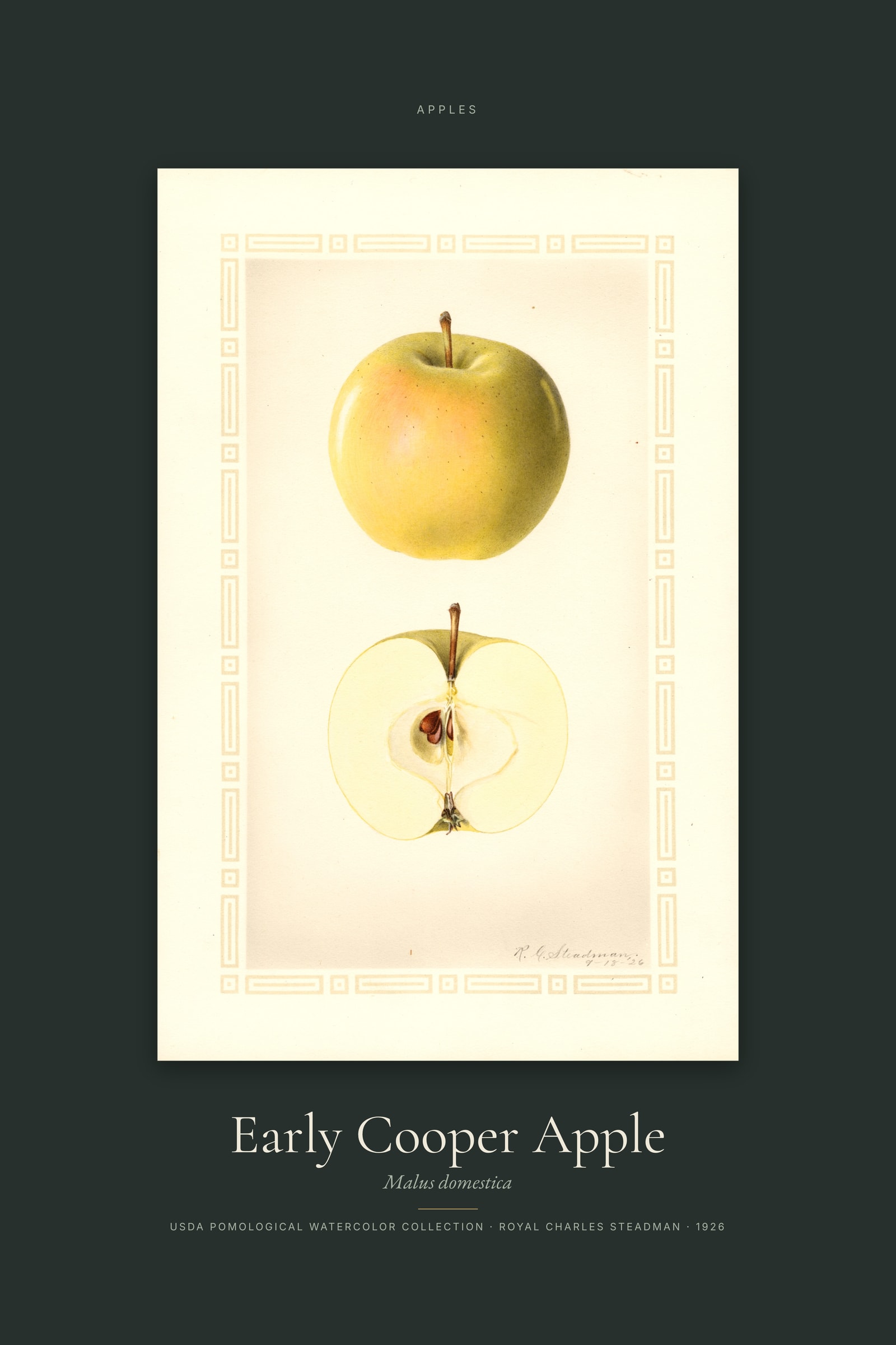 Early Cooper Apple — Specimen