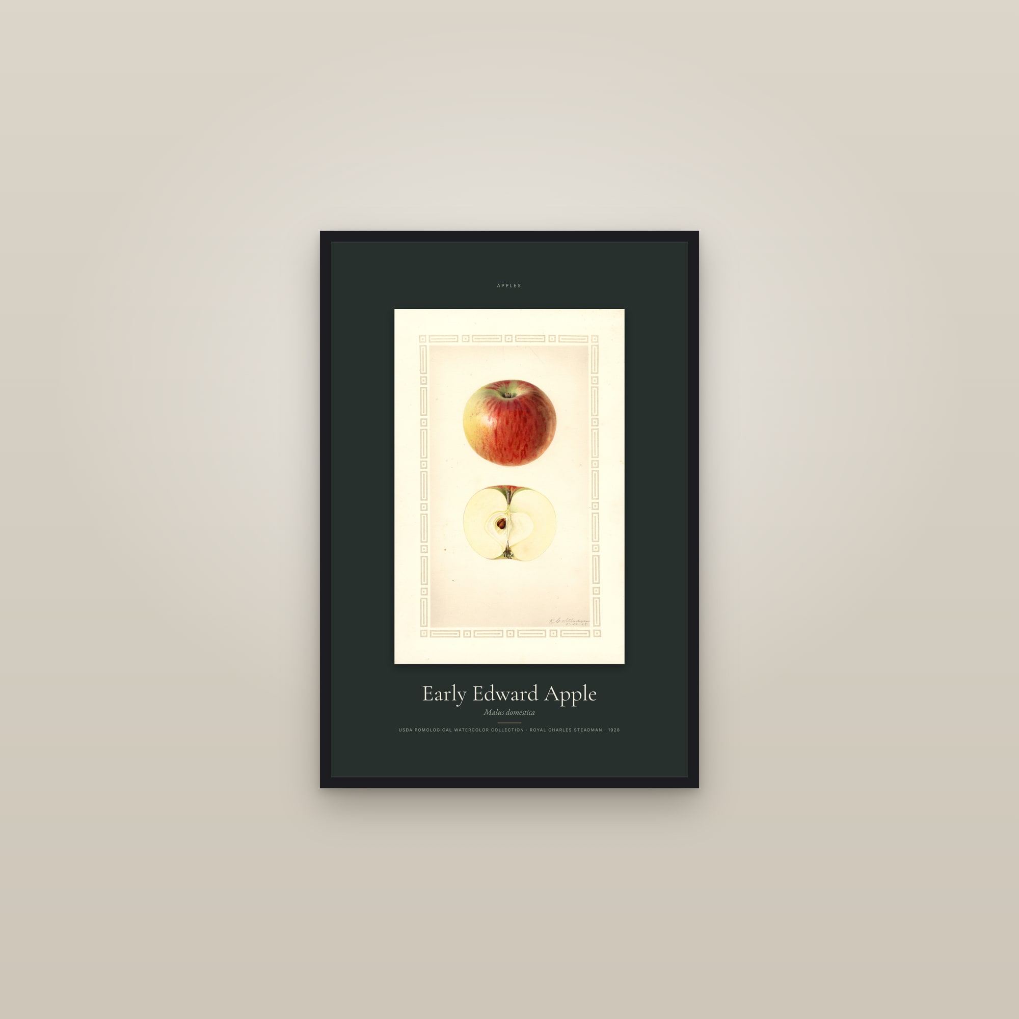 Early Edward Apple — Specimen — framed in a gallery setting
