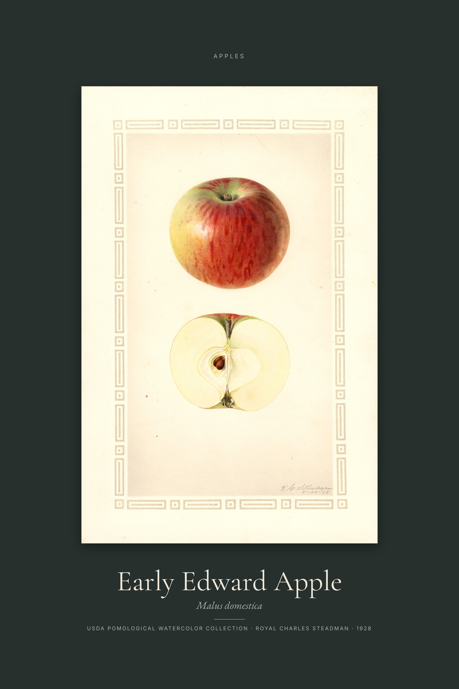 Early Edward Apple — Specimen