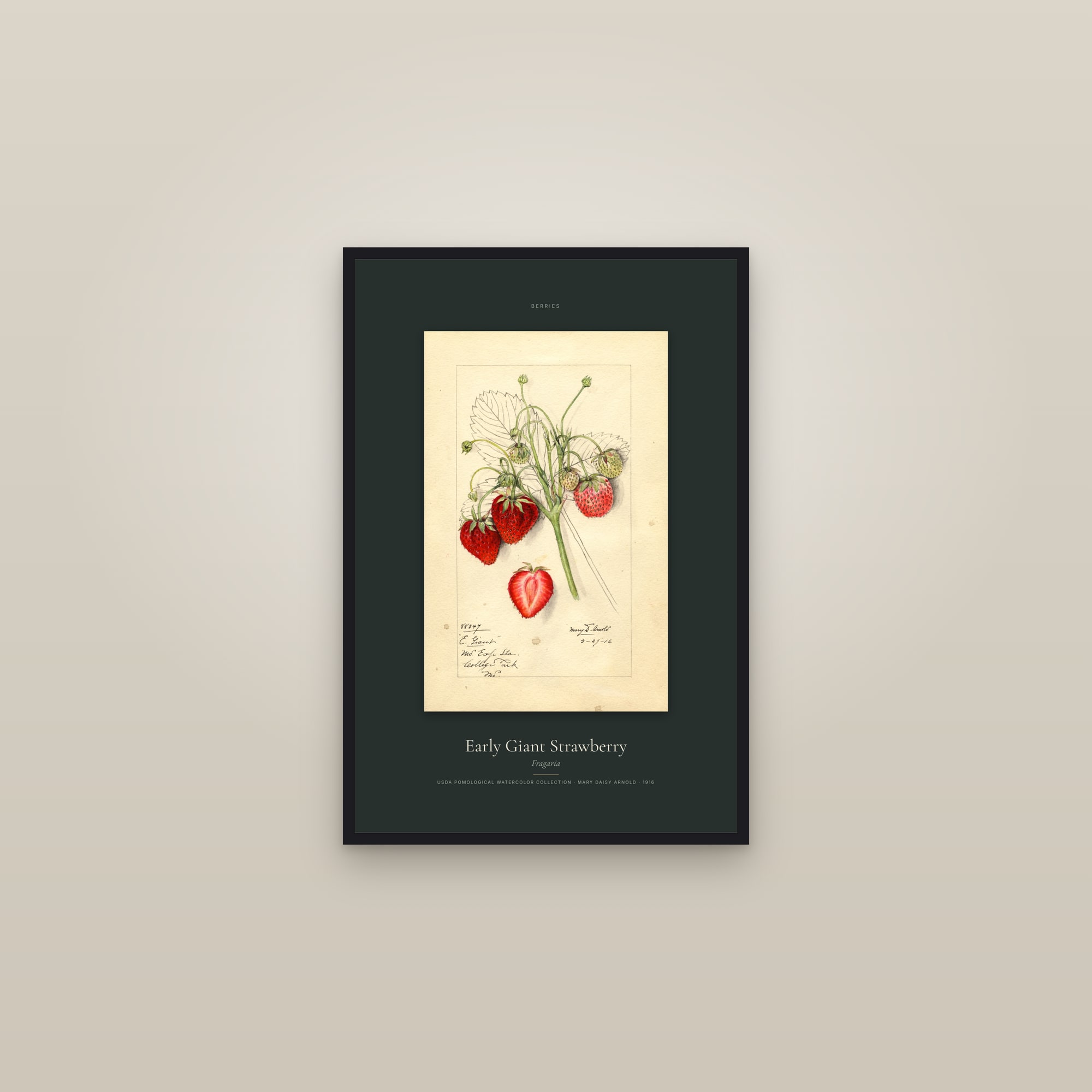 Early Giant Strawberry — Specimen — framed in a gallery setting