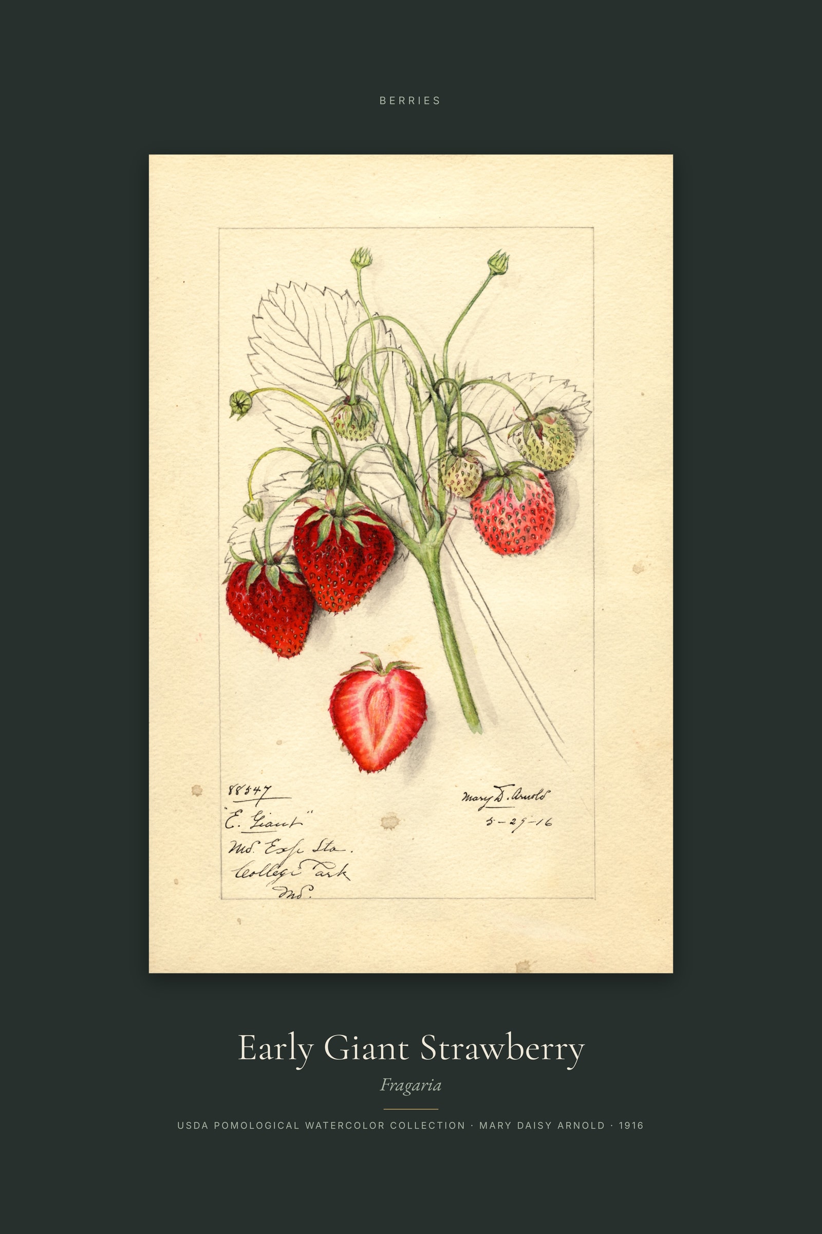 Early Giant Strawberry — Specimen