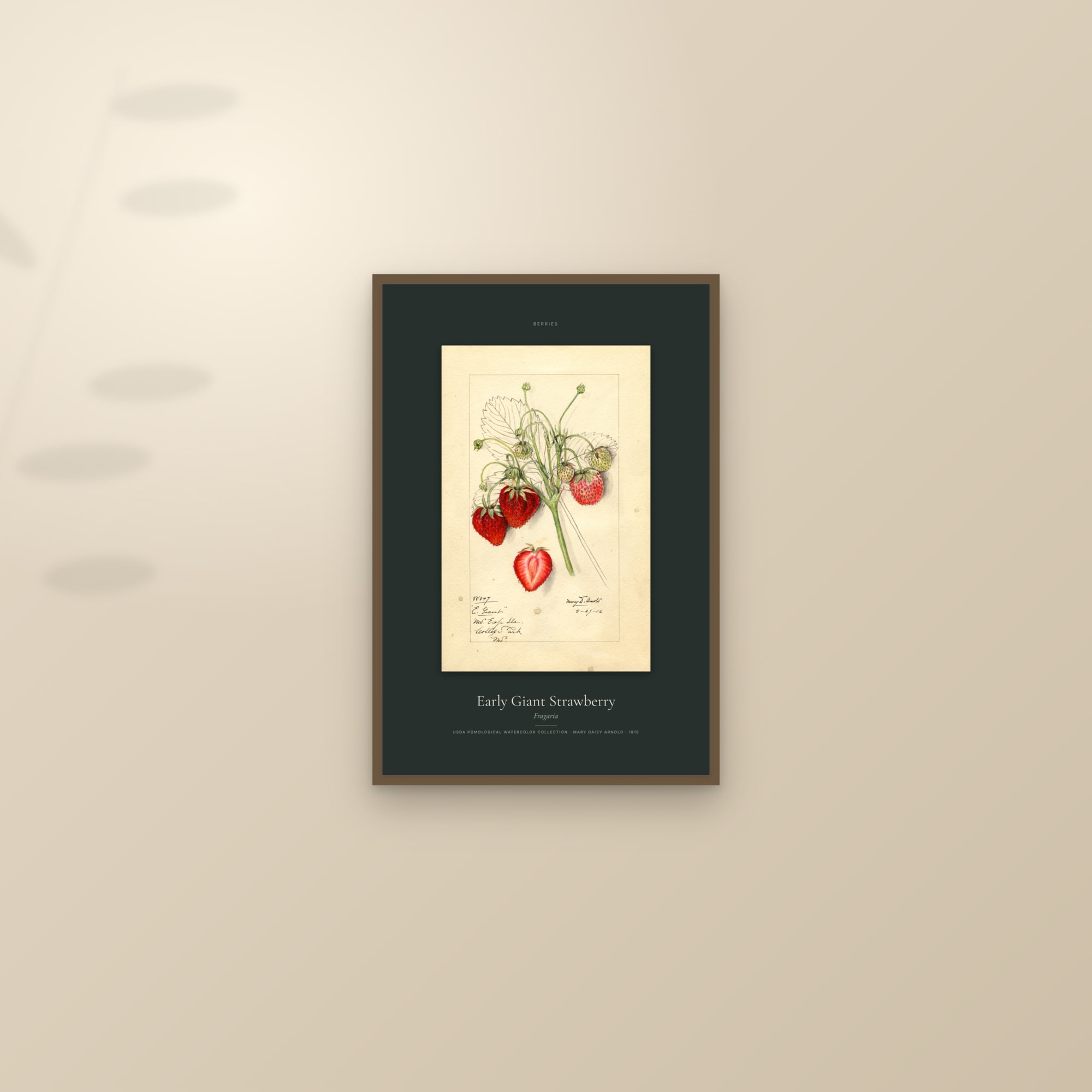 Early Giant Strawberry — Specimen — framed and styled on a sunlit wall