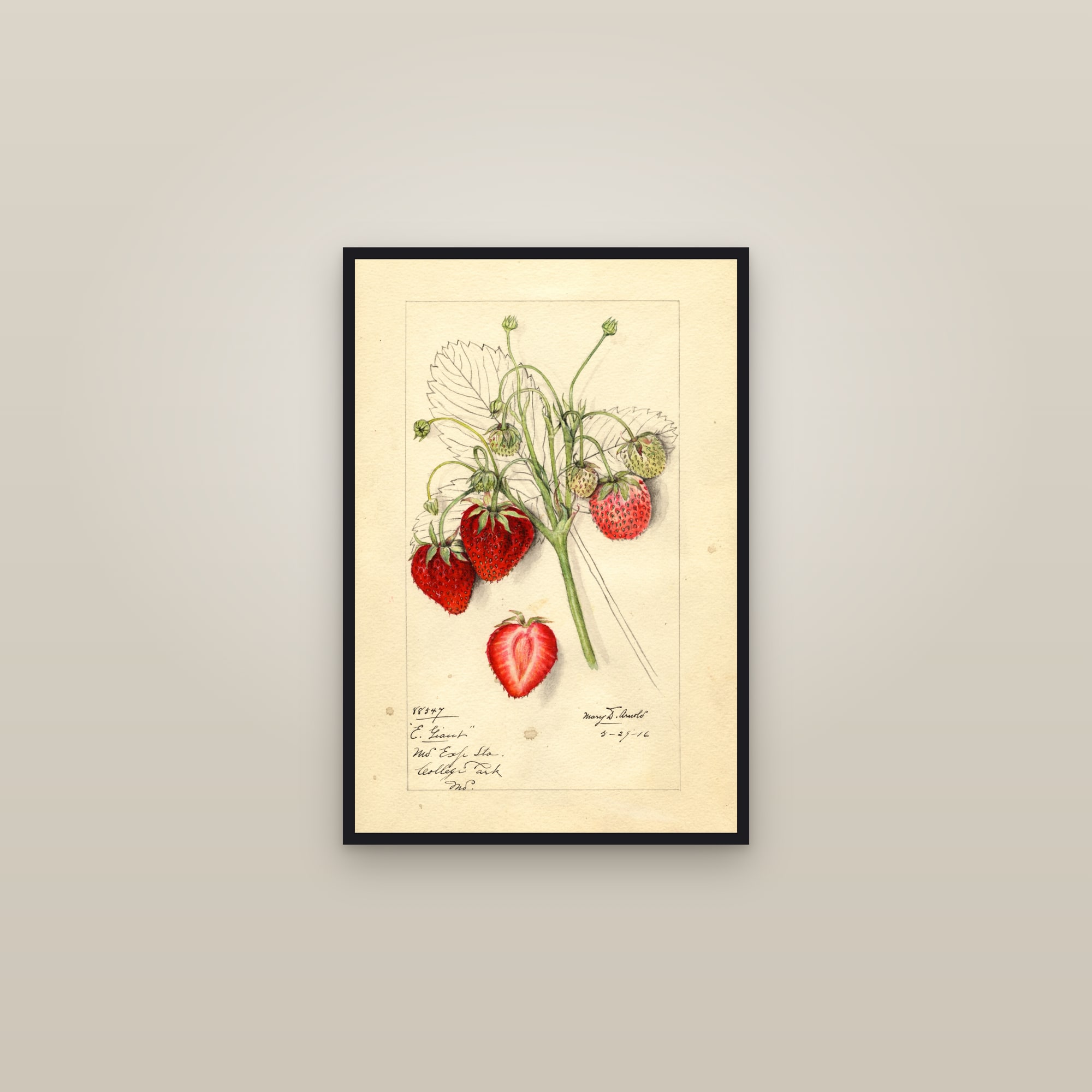 Early Giant Strawberry — framed in a gallery setting