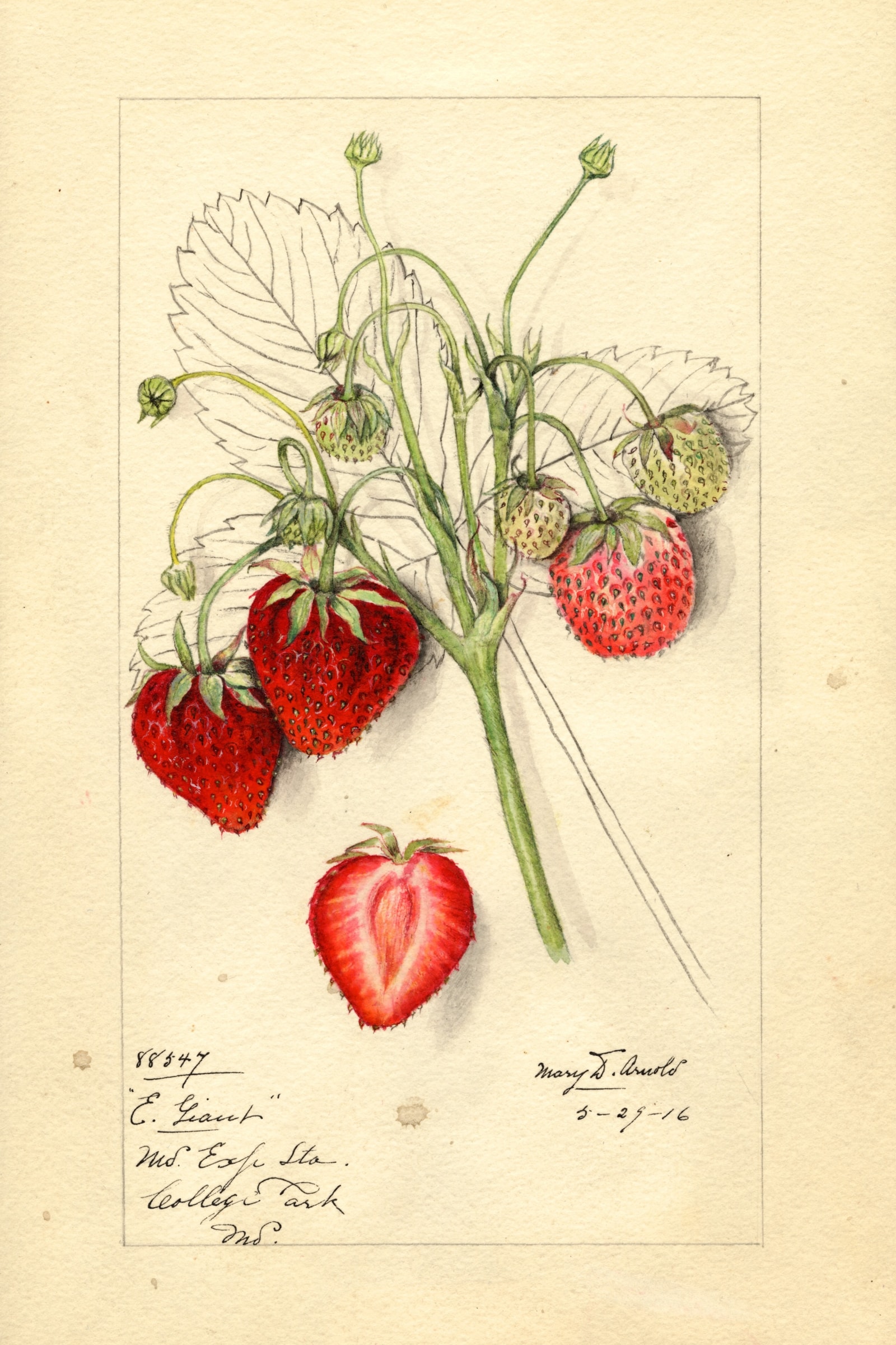 Early Giant Strawberry