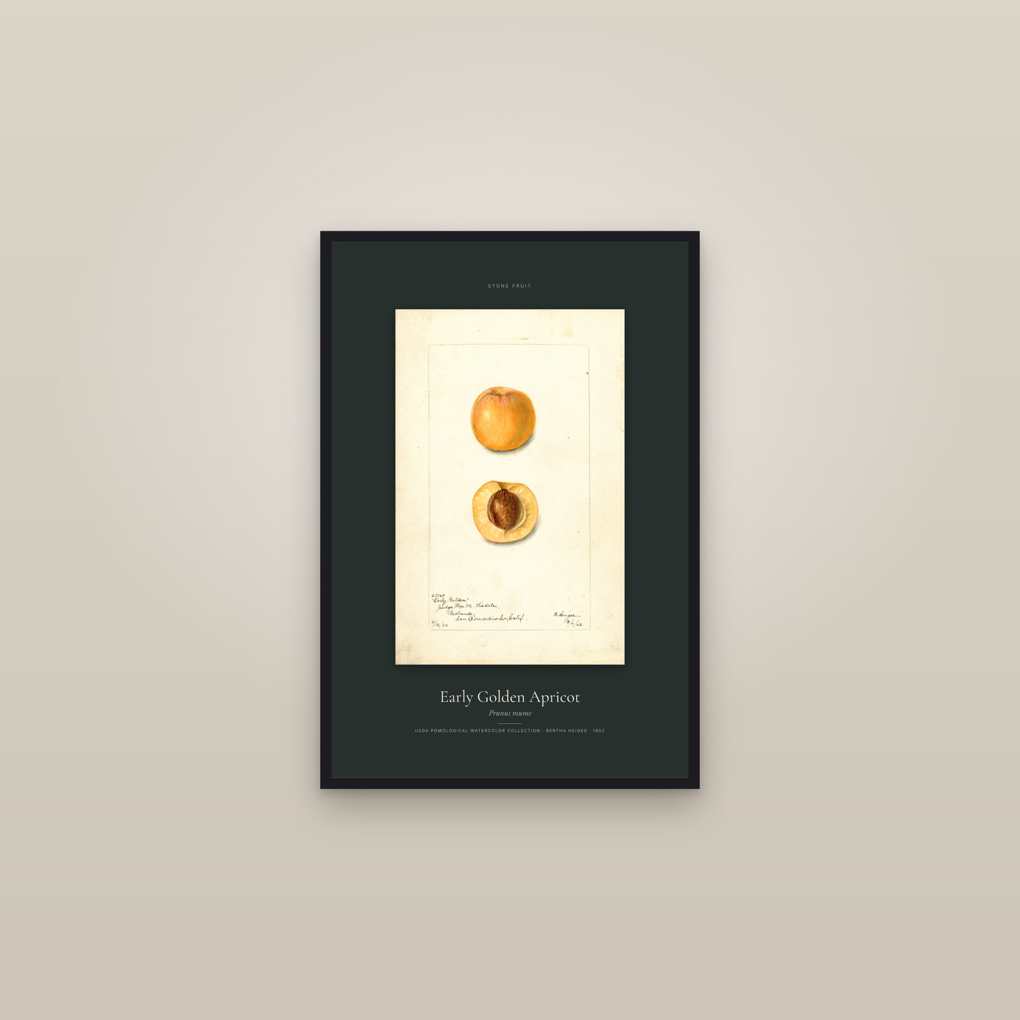 Early Golden Apricot — Specimen — framed in a gallery setting